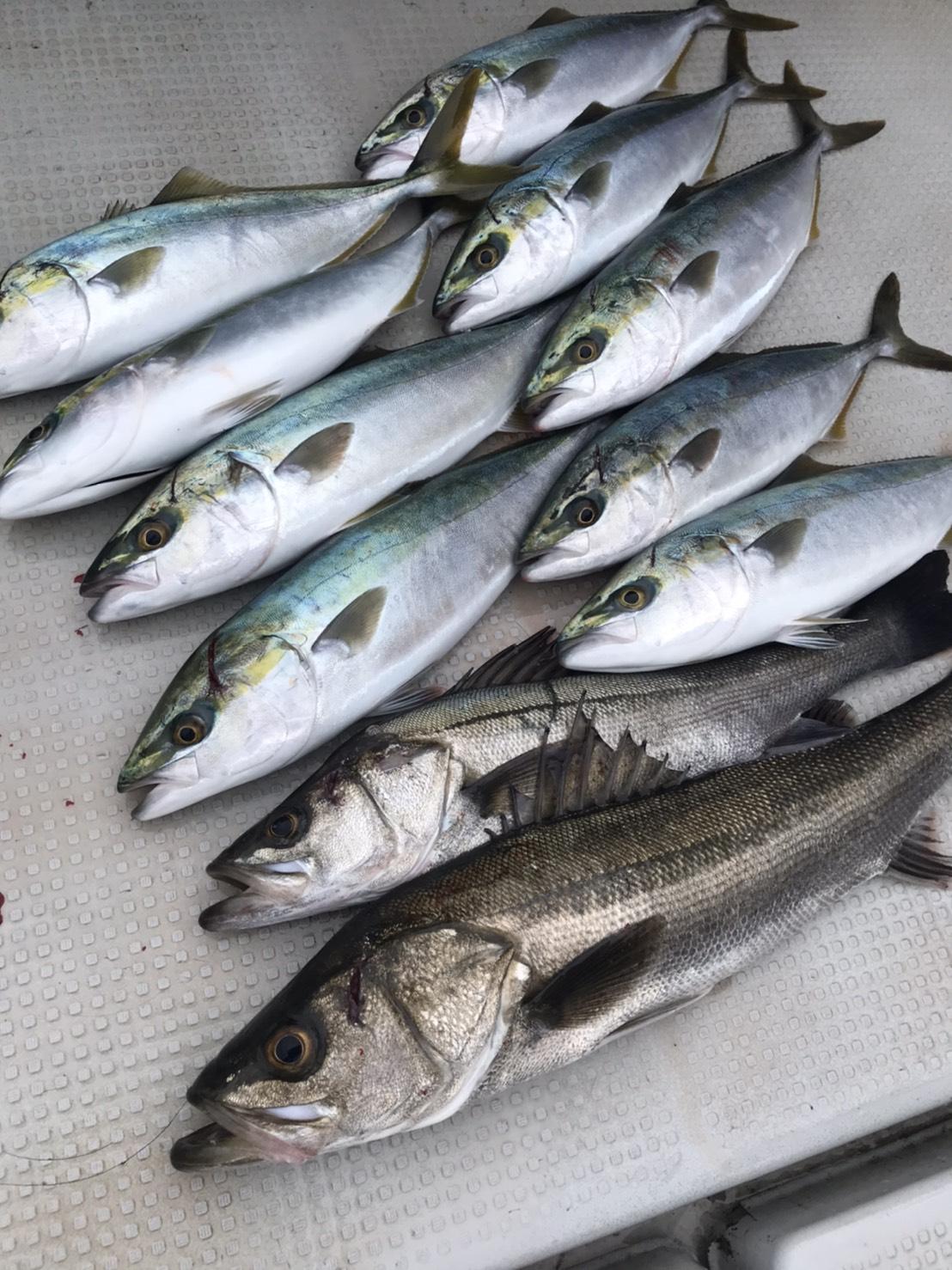 伊良湖沖 色々釣れています ラルナ情報 釣具のイシグロ 釣り情報サイト