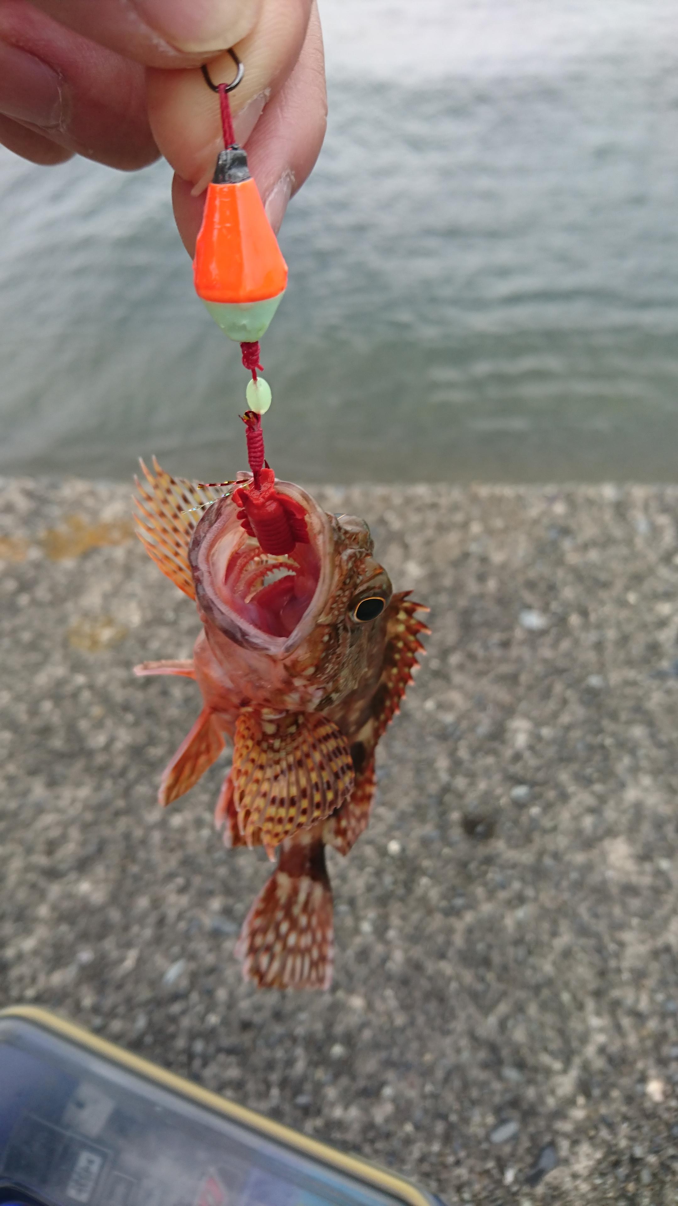 御殿場店 手軽に楽しめるブラクリで根魚連発 釣具のイシグロ 釣り情報サイト