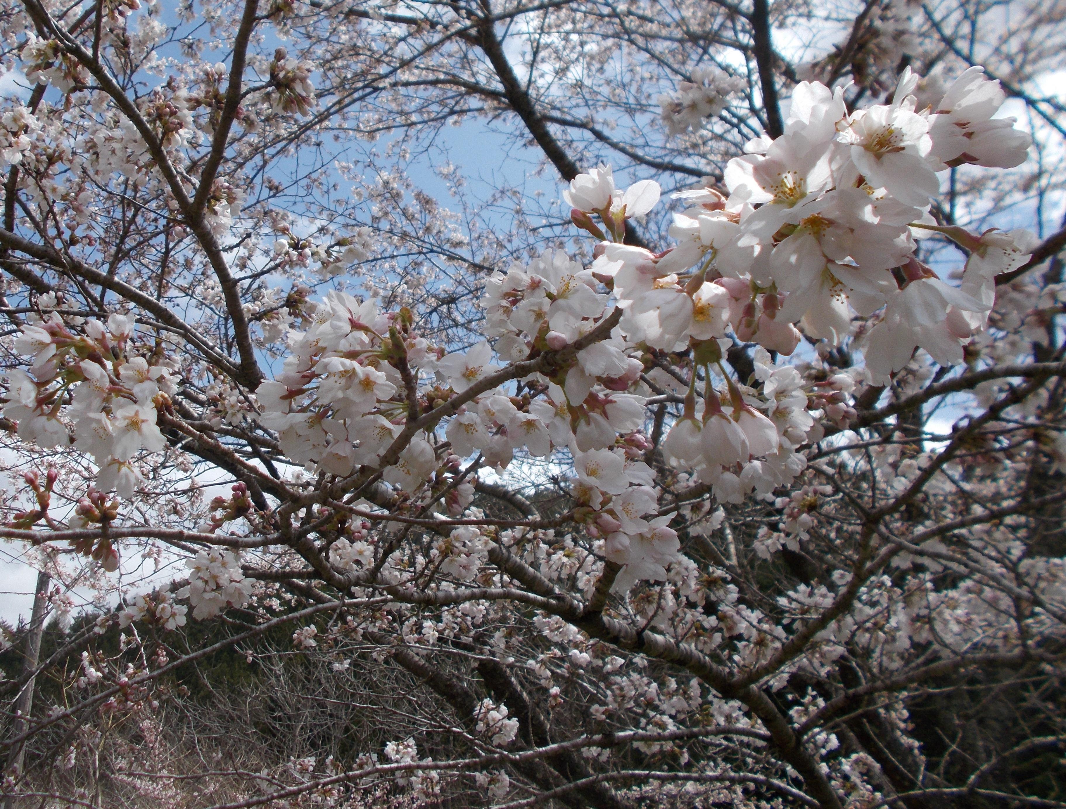 平地とは約１ヶ月季節が遅く川の上流部ではまだサクラが咲いてました。