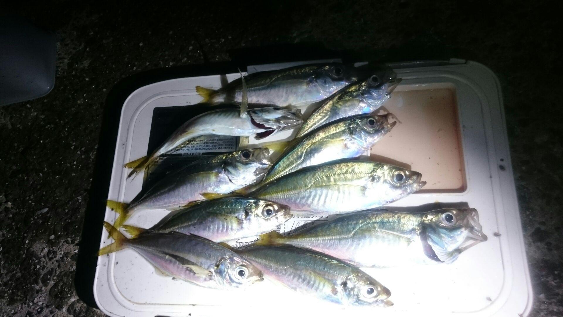 18年 夏の夜釣り 浜名湖アジング 釣具のイシグロ 釣り情報サイト