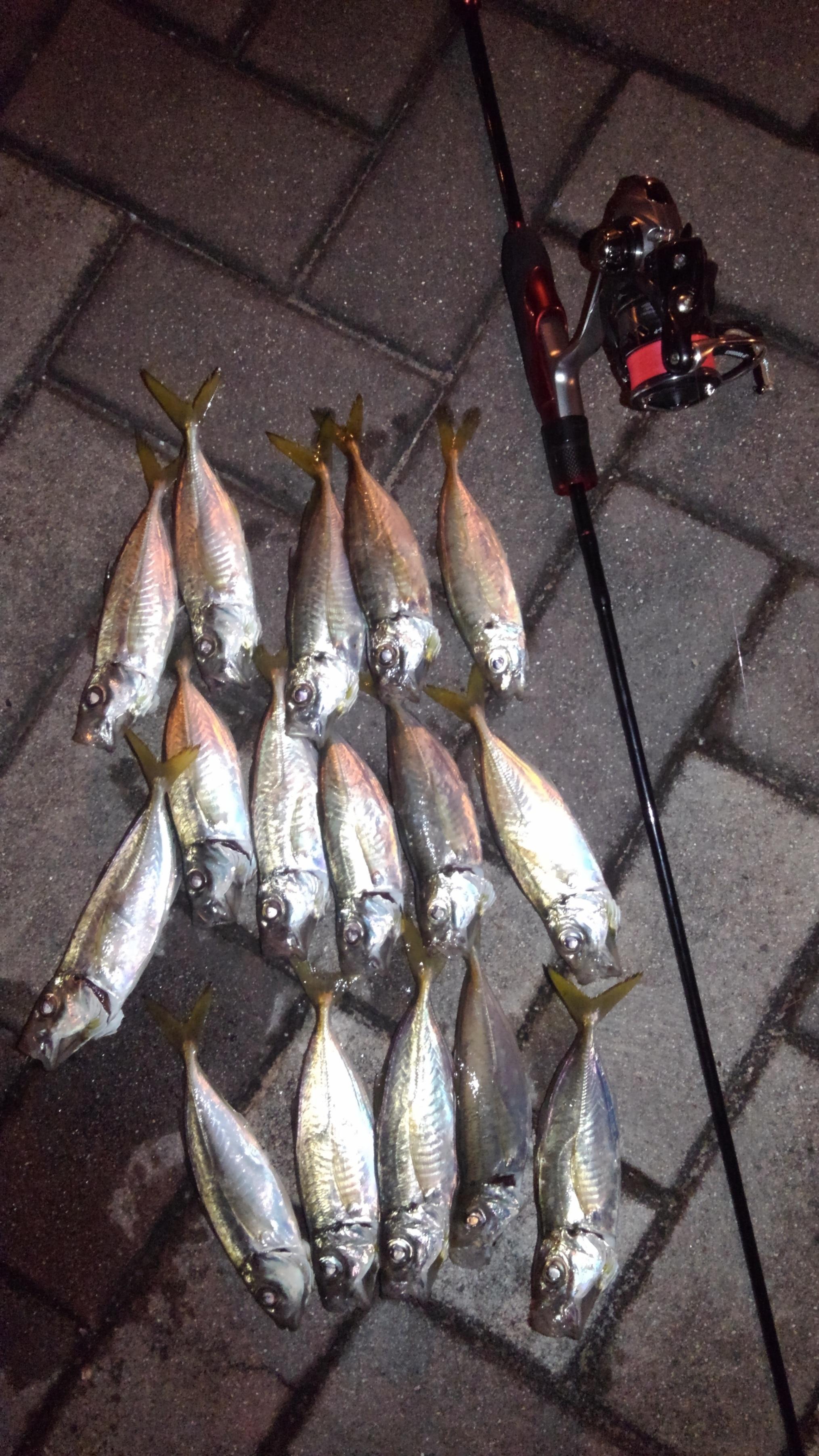 清水港アジング絶好調 16匹の釣果でした 釣具のイシグロ 釣り情報サイト