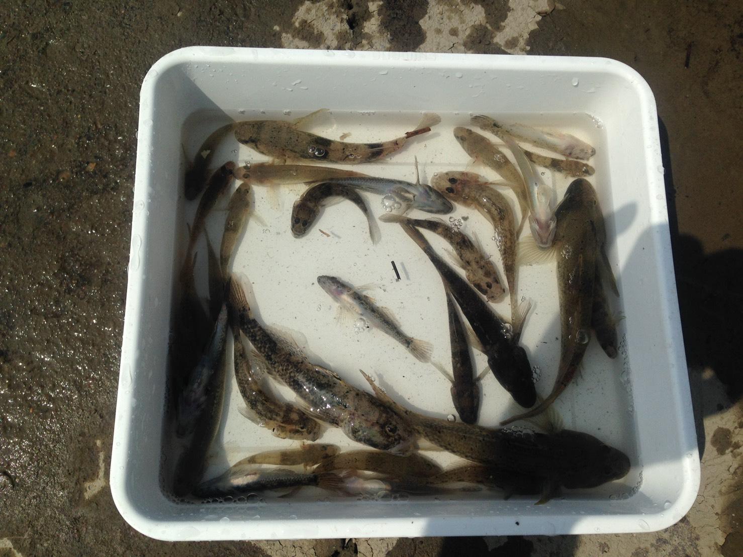 太田川河口でハゼ釣り 釣具のイシグロ 釣り情報サイト
