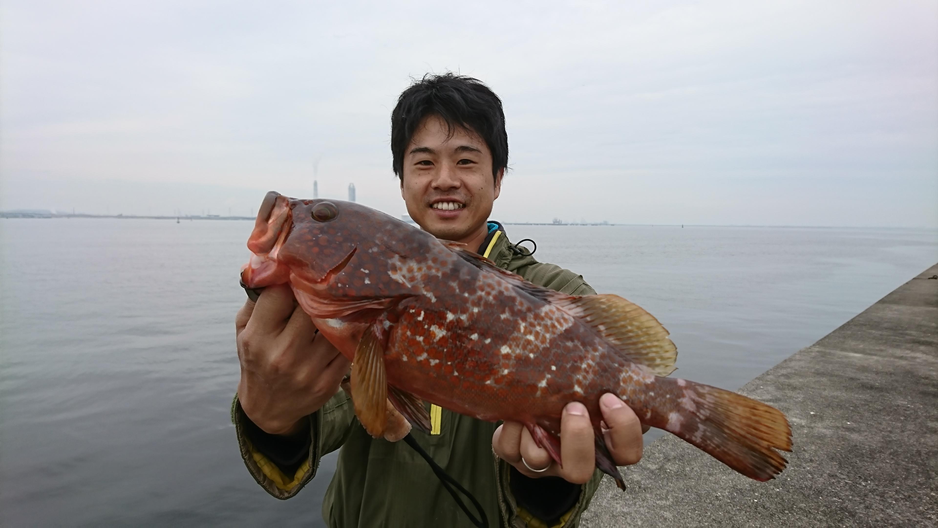 フカセ釣りで高級魚キジハタが釣れた 釣具のイシグロ 釣り情報サイト