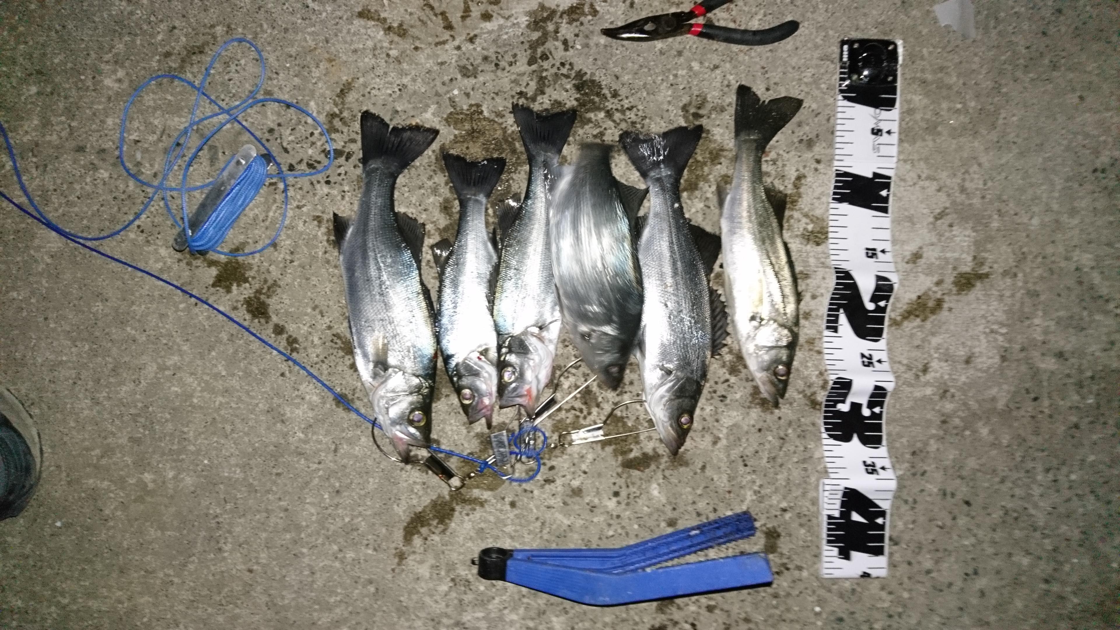 浜名湖新居 シーバス 減少 釣具のイシグロ 釣り情報サイト