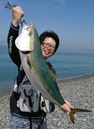 沼津サーフ青物好調 釣具のイシグロ 釣り情報サイト