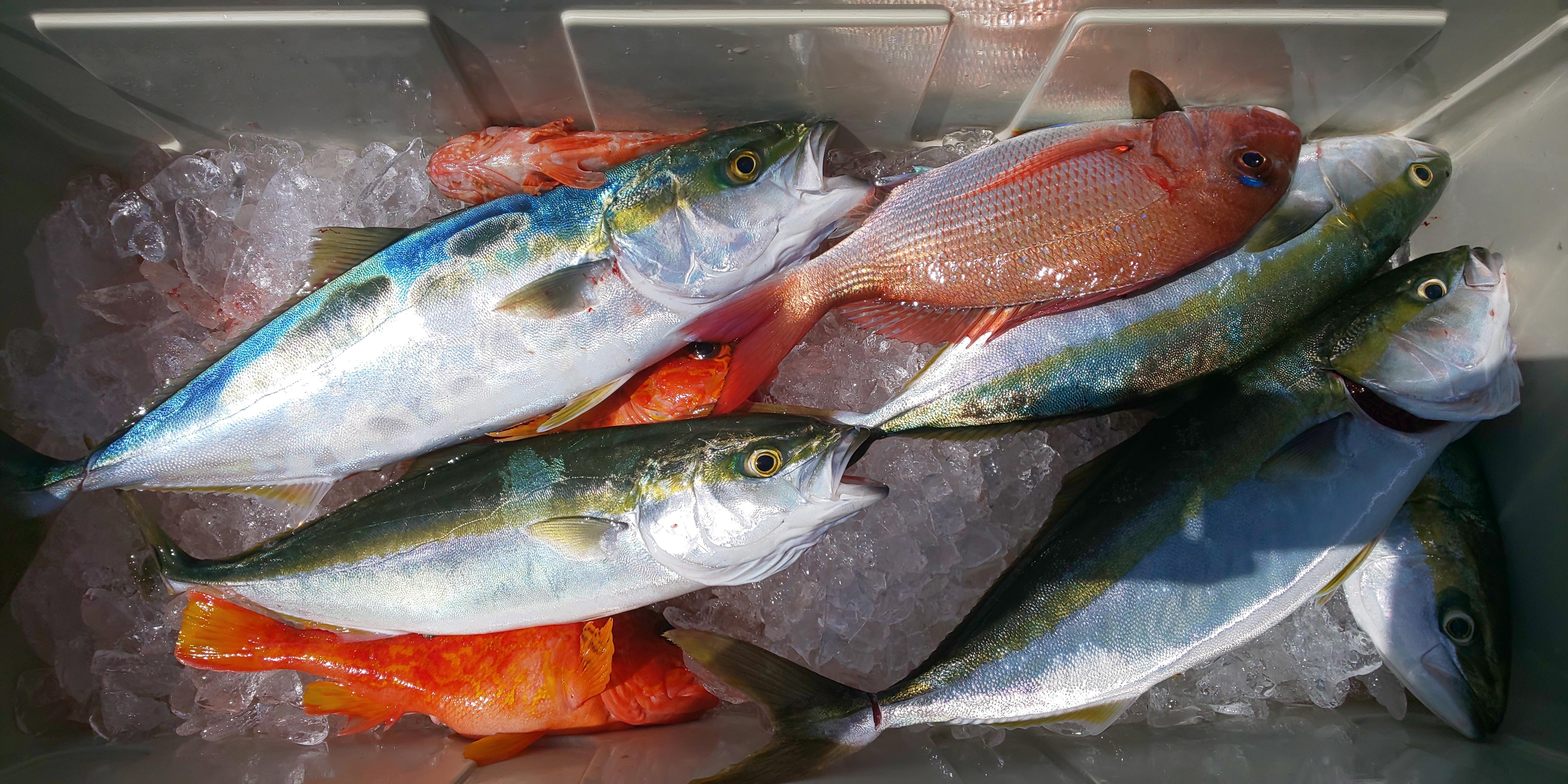 カンパチ、クエ以外にもマダイ、イナダ～ワラサ、アヤメカサゴ等、多彩な魚が釣れました。