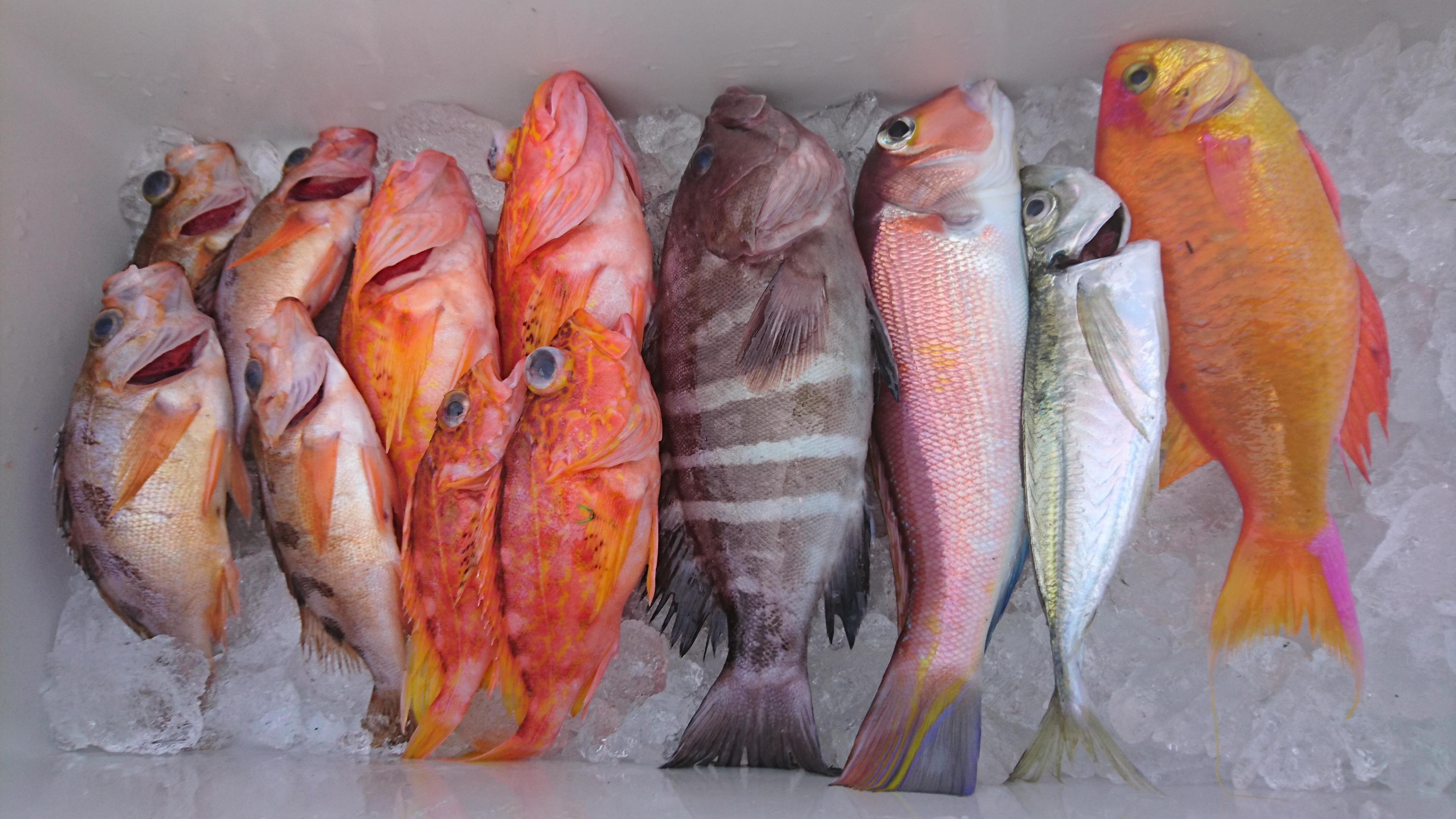 沼津湾内 食べて美味しい魚がいっぱい コマセ五目釣り 釣具のイシグロ 釣り情報サイト