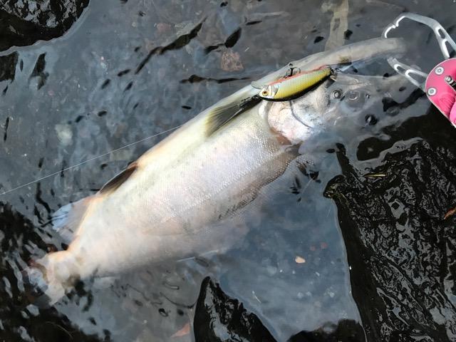 鮎沢川ミノーイングで４０センチのアマゴget 釣具のイシグロ 釣り情報サイト