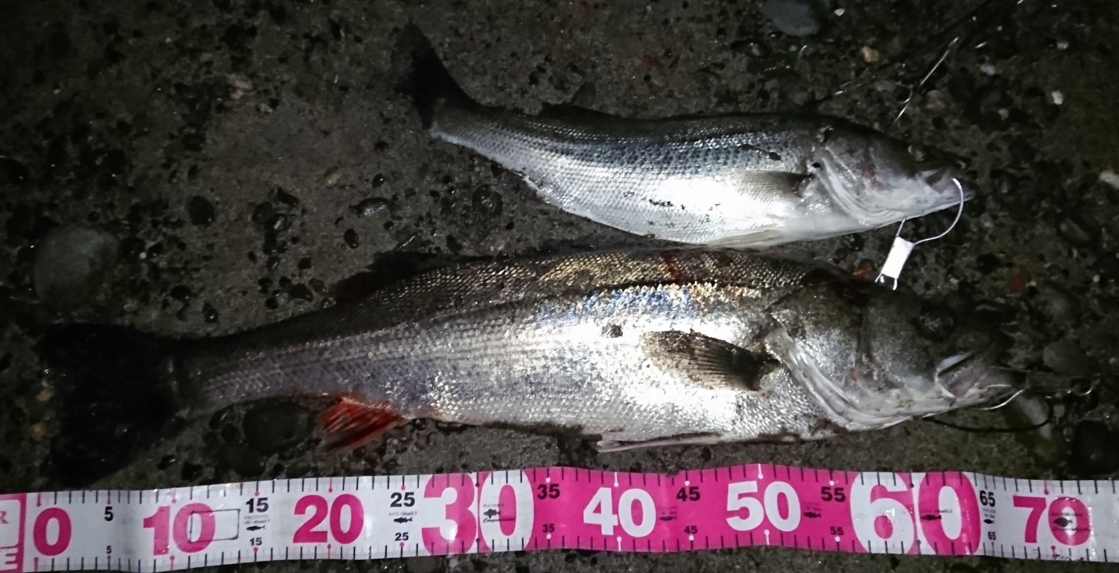 太田川 シーバス 釣れてます 釣具のイシグロ 釣り情報サイト