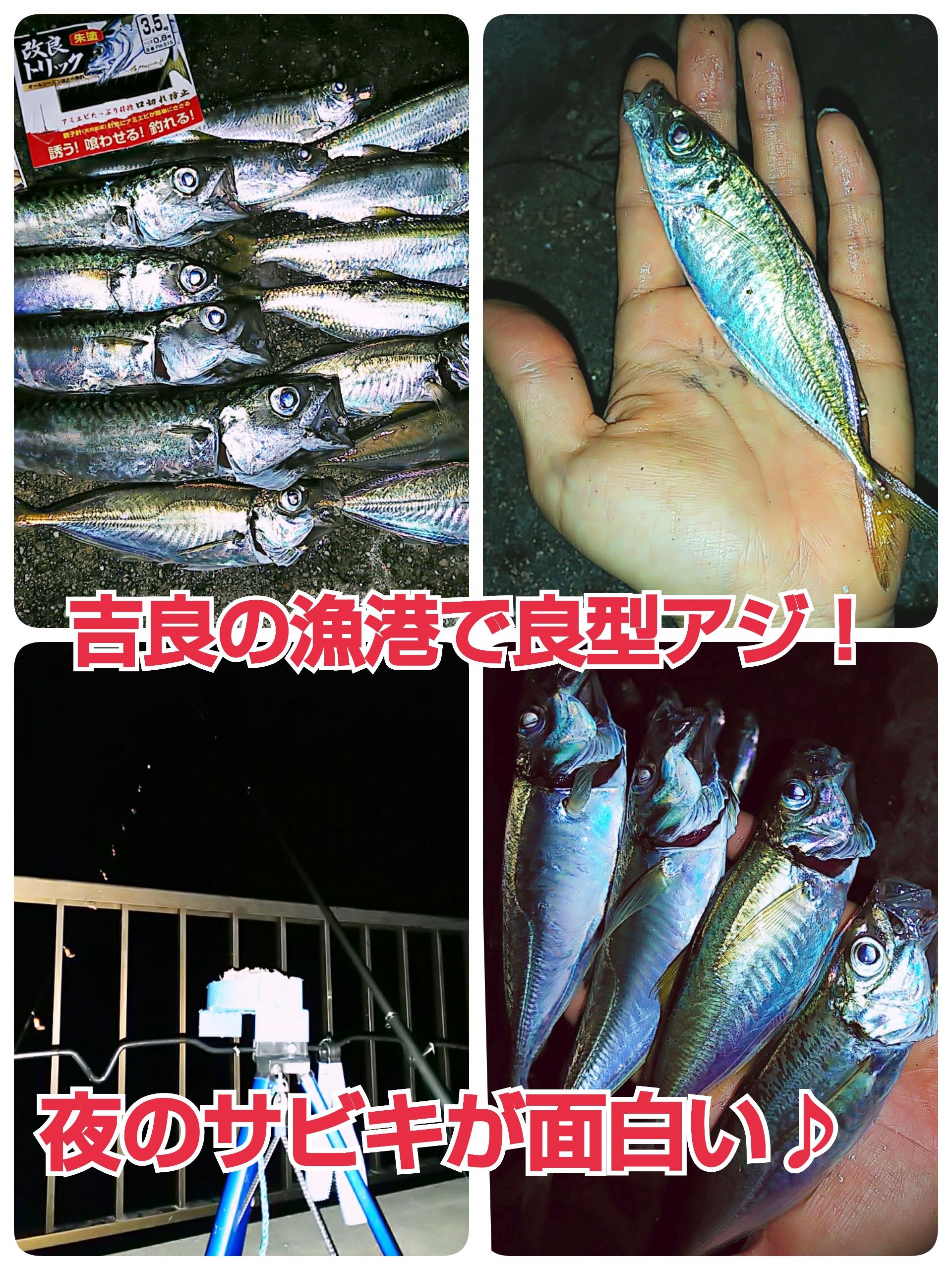 吉良の漁港で良型アジ 夜のトリックサビキが熱い 釣具のイシグロ 釣り情報サイト
