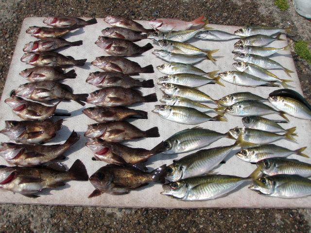 4月7日 日 豊浜港 竜宝丸 メバル釣り釣果情報 釣具のイシグロ 釣り情報サイト