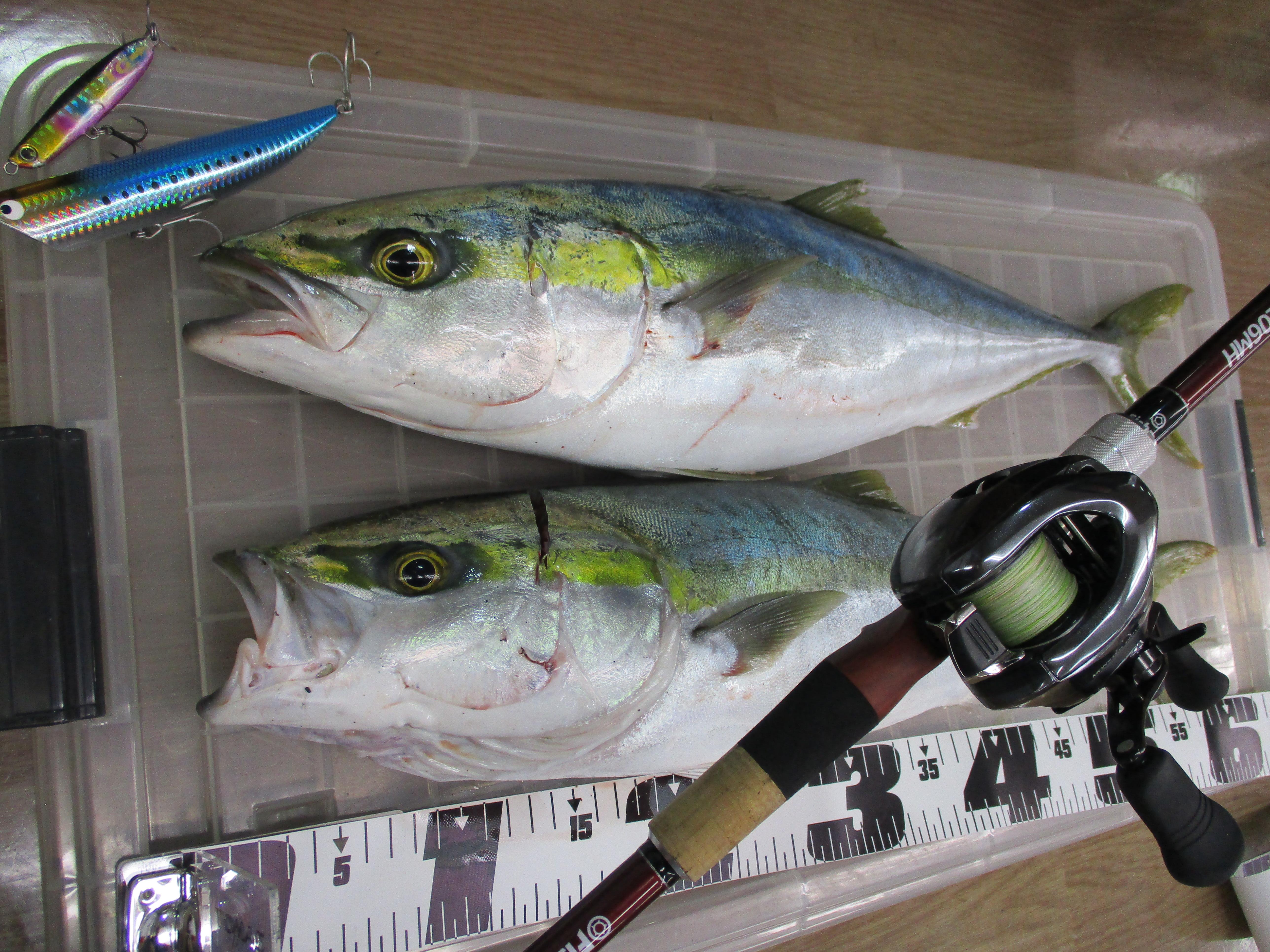静岡サーフ ワラサ情報 ベイトタックルにて 釣具のイシグロ 釣り情報サイト