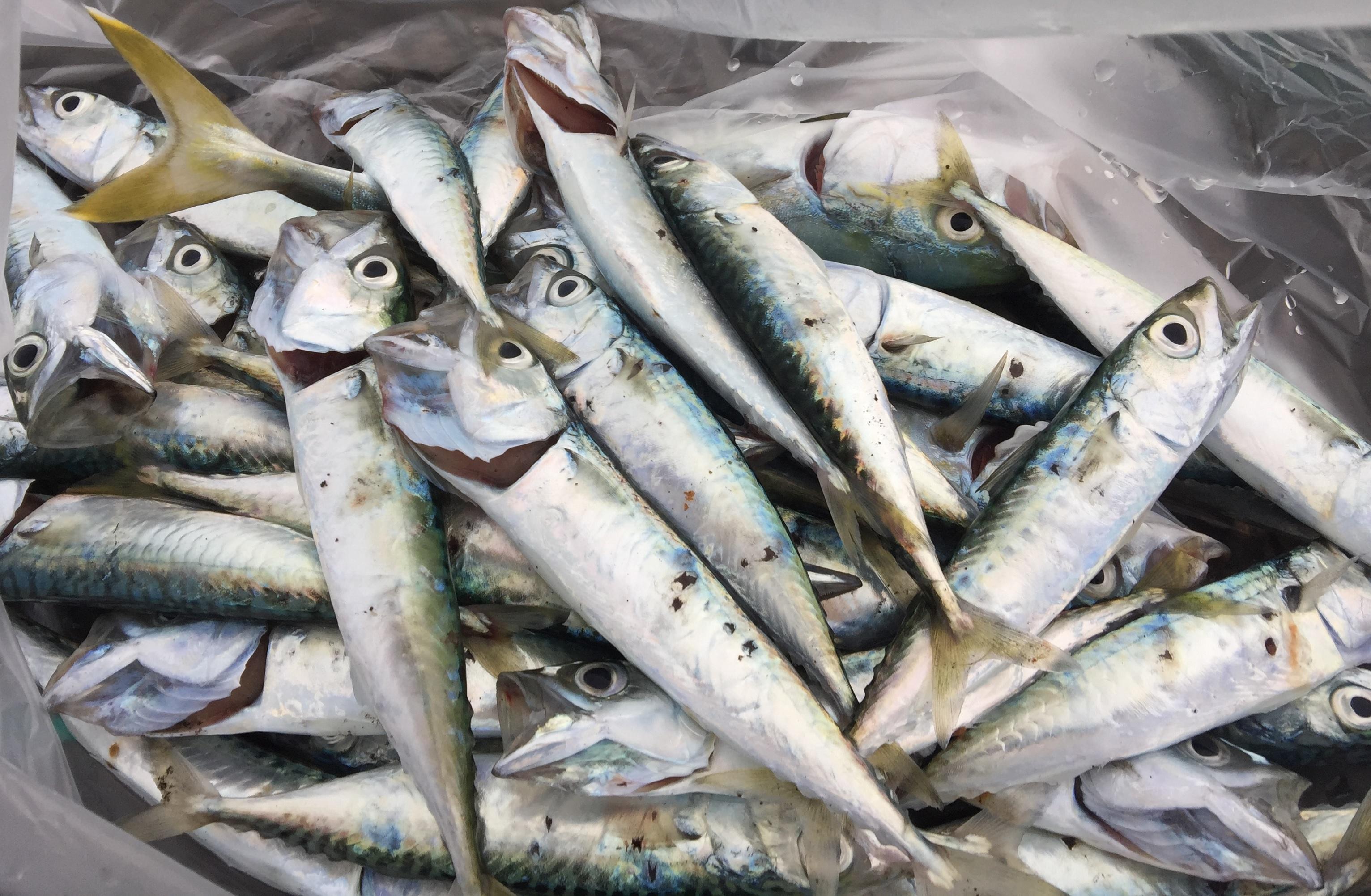 御前崎港 ルアー釣りでサバ爆釣 釣具のイシグロ 釣り情報サイト