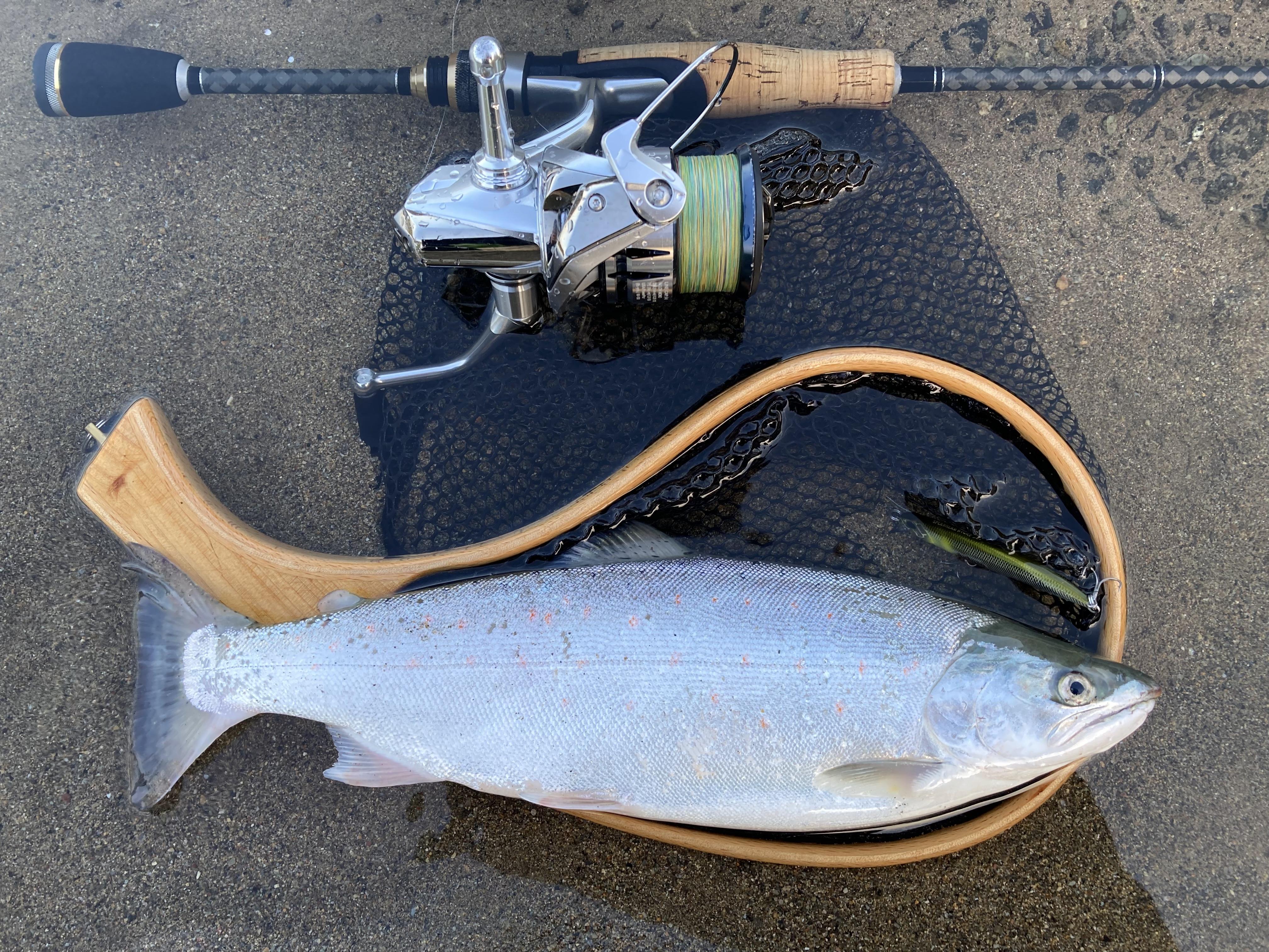 長良川サツキマス 釣具のイシグロ 釣り情報サイト