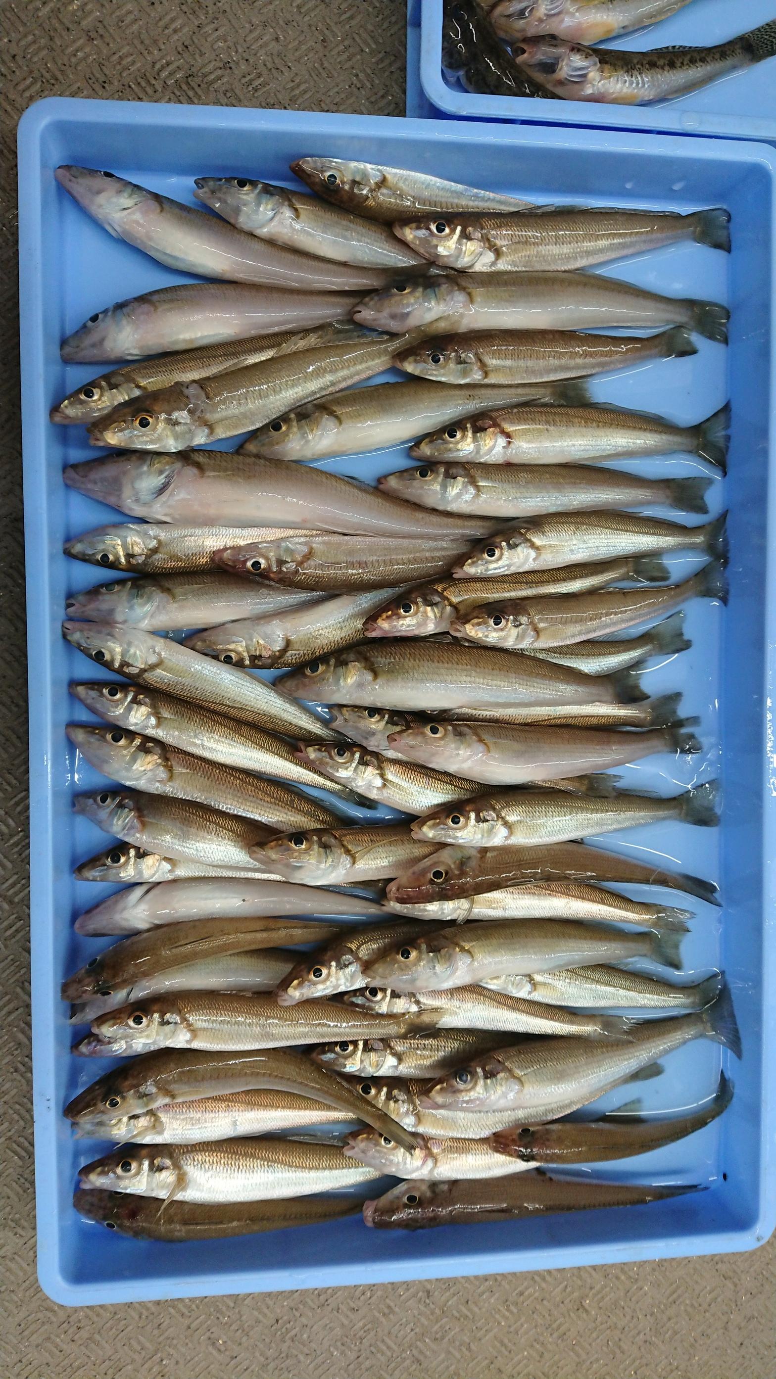 シロギス56匹　エサ　ゴールドイソメを使用