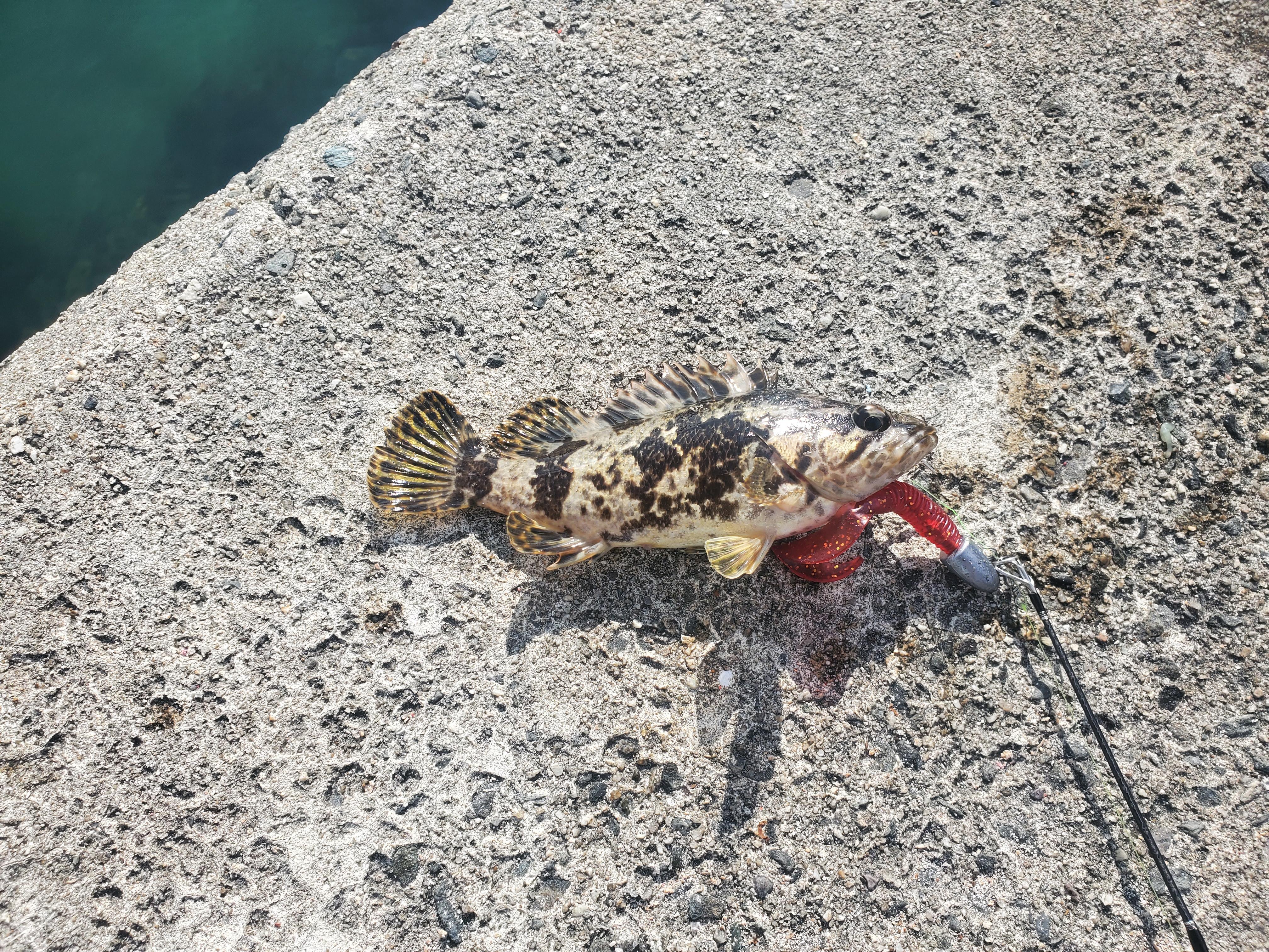 何故かジグヘッド ワームで偶然釣れた謎タケノコメバル 釣具のイシグロ 釣り情報サイト