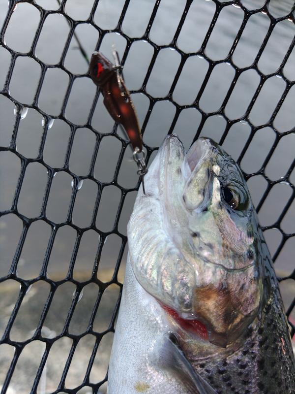 ビースパーク
ボトムでリズム良くリフト&フォールさせる事により、アピールして魚を寄せて釣ることが出来ます。