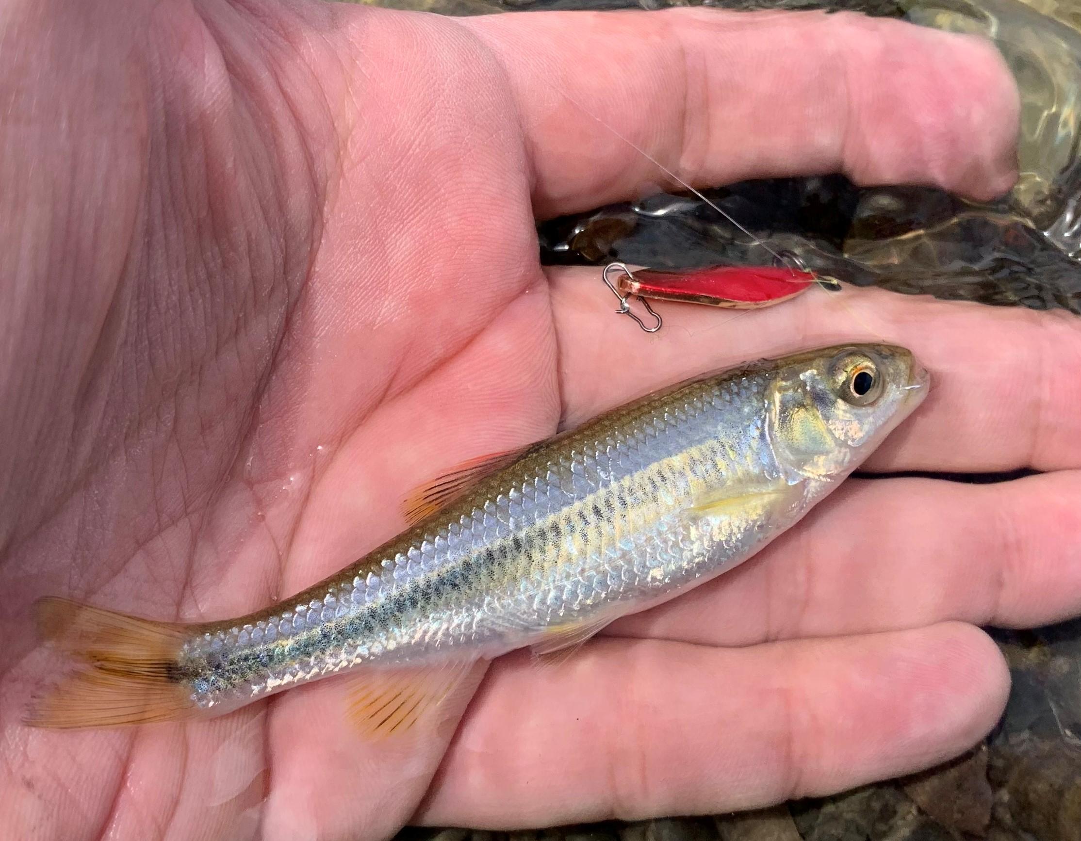 カワムツング 手軽に楽しめる 里川でのルアーフィッシング 釣具のイシグロ 釣り情報サイト