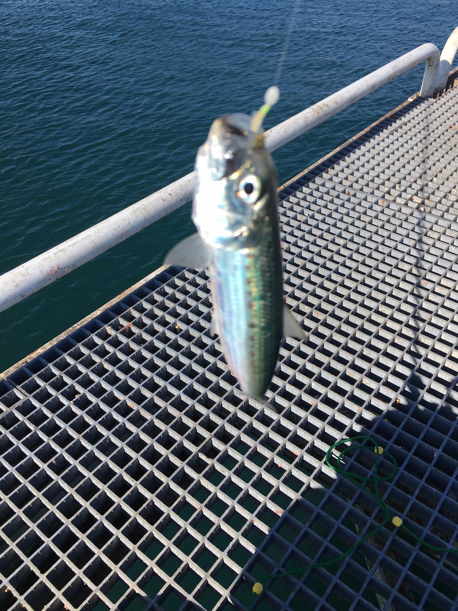豊浜釣り桟橋 元気な良型イワシはまだまだ釣れてます 釣具のイシグロ 釣り情報サイト