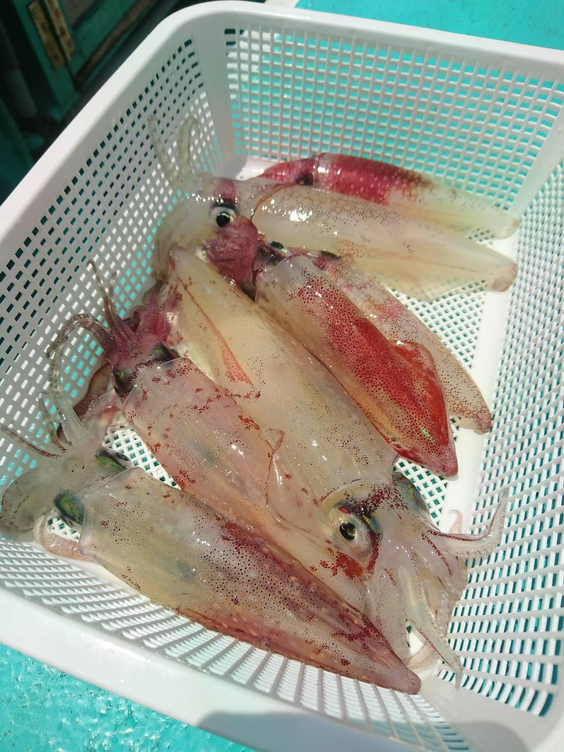 伊東沖マルイカまだ釣れてます！サイズが良く、食味も最高です！