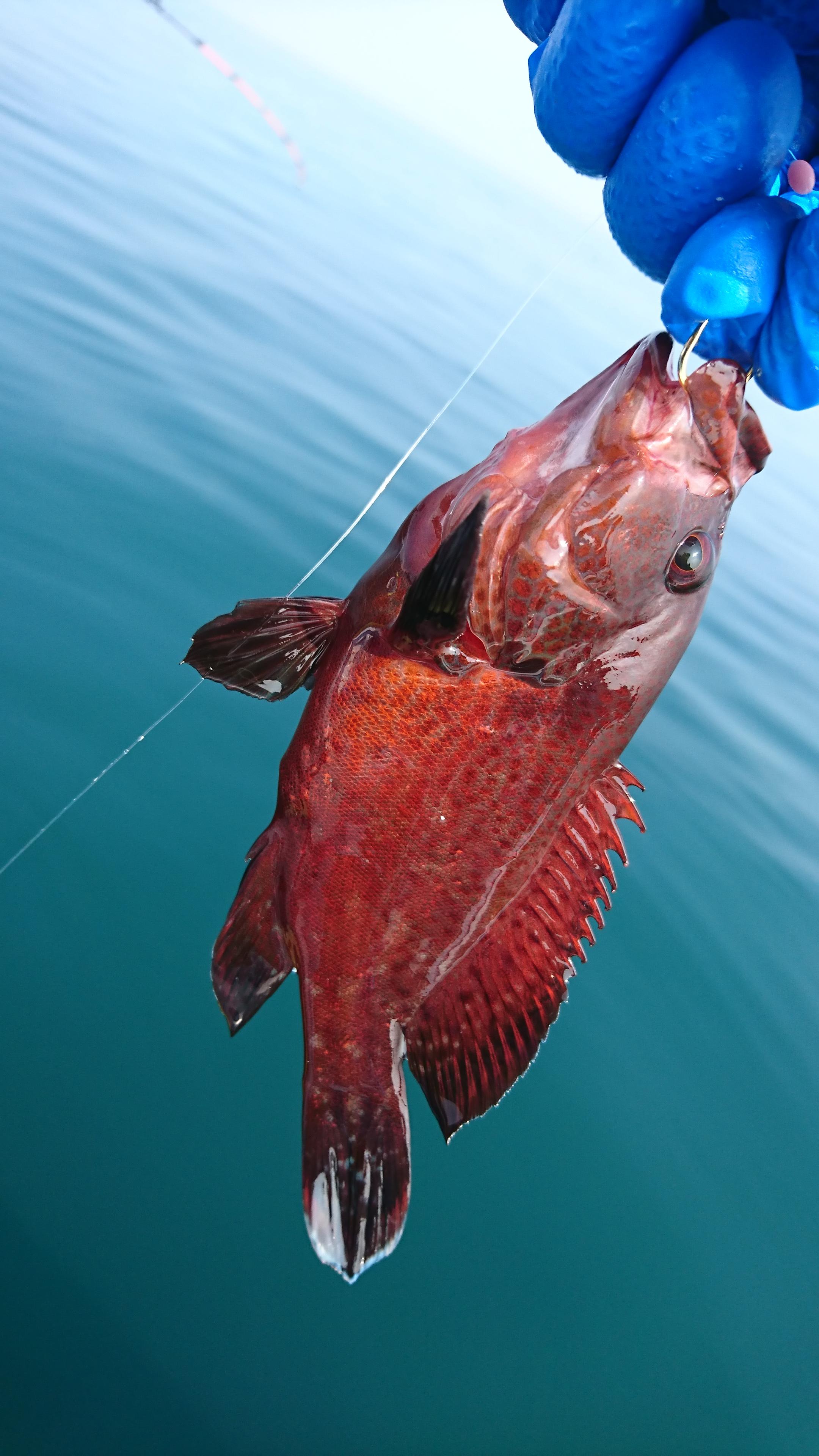 沼津湾内では珍しい「アザハタ」釣れました！