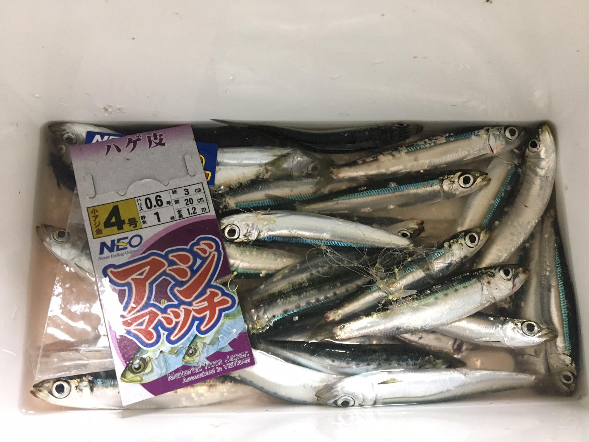 焼津港イワシ釣り 釣具のイシグロ 釣り情報サイト