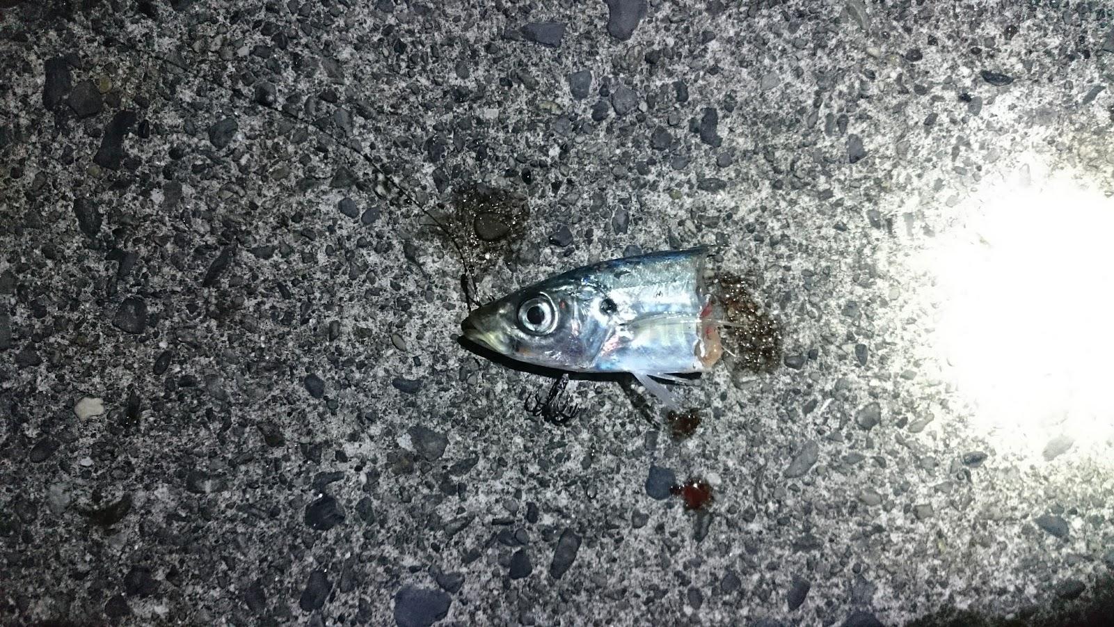 ワイヤー無しの方にも太刀魚が掛かりましたがこちらは食い逃げされました。
アオリイカの気配はなく、足元まで太刀魚が居るのでワイヤー仕掛けは必須な感じです。