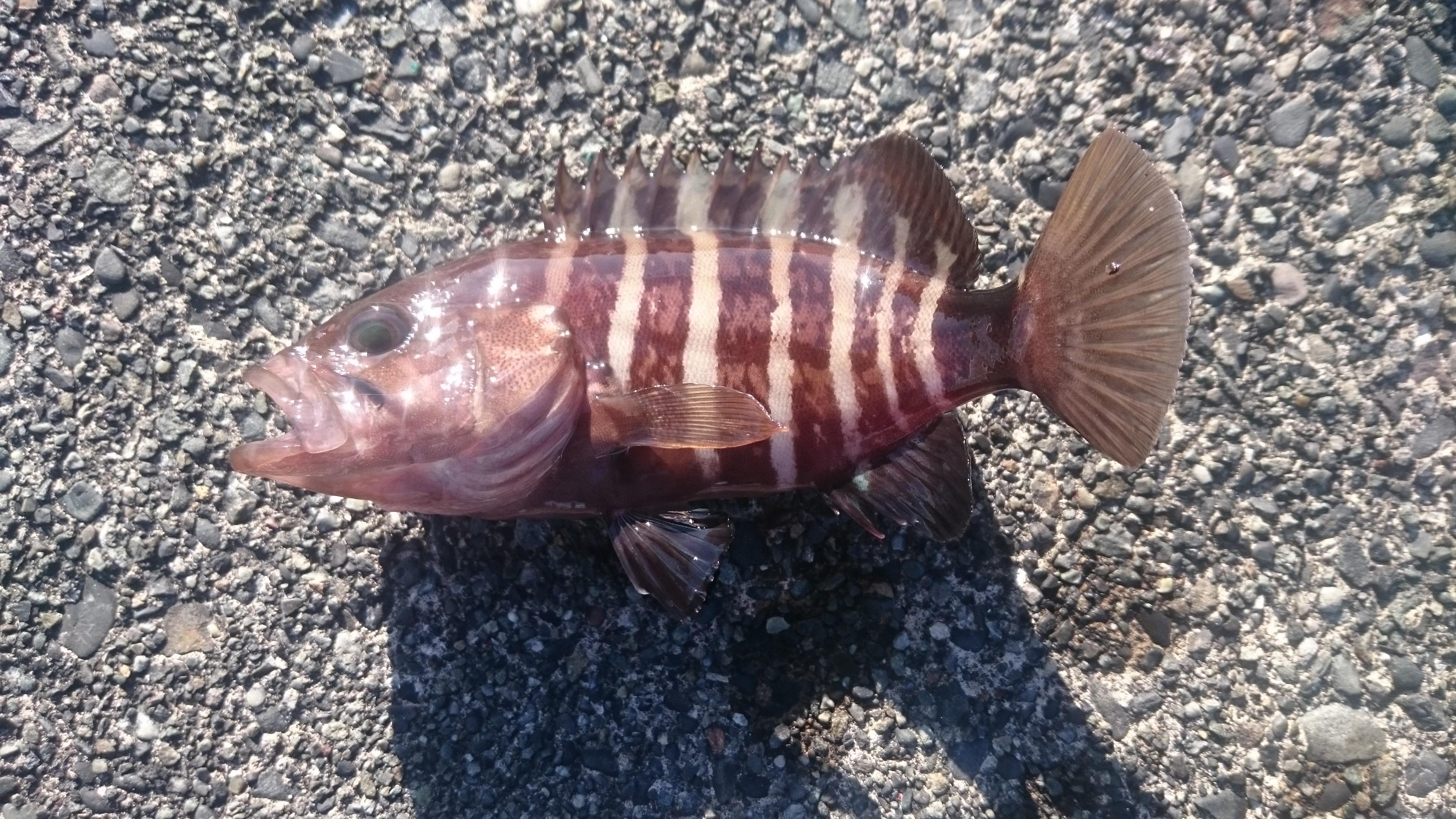 この魚なんだろう？