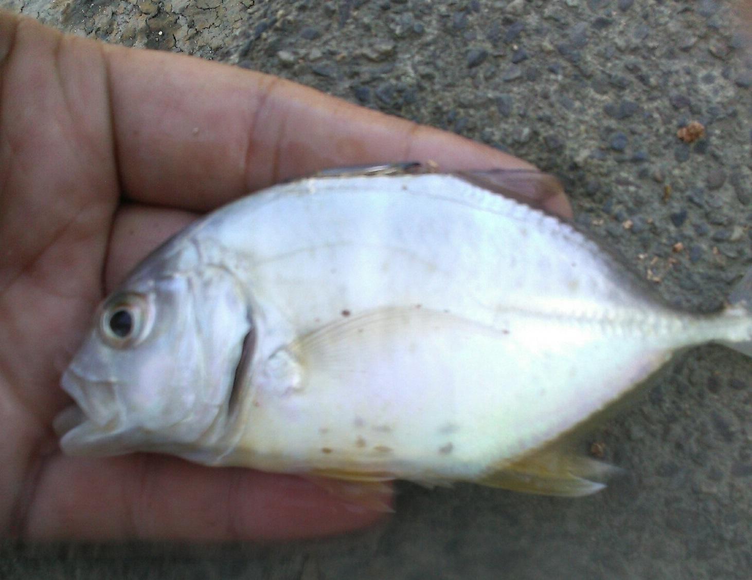 小魚が追われていたのでリッジ35を投げて早巻きで今季初メッキが釣れました。ちょっと小さいけど引きが強かったです。