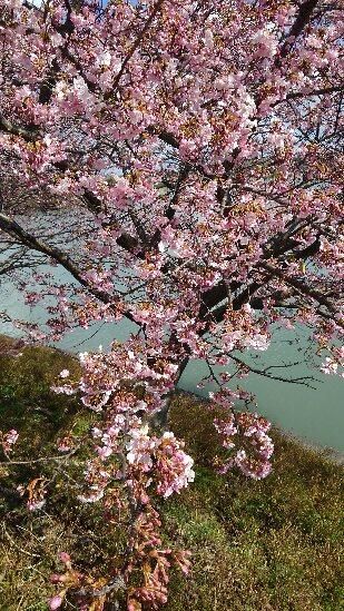 池沿いの河津桜も５分咲き程度になっていました！