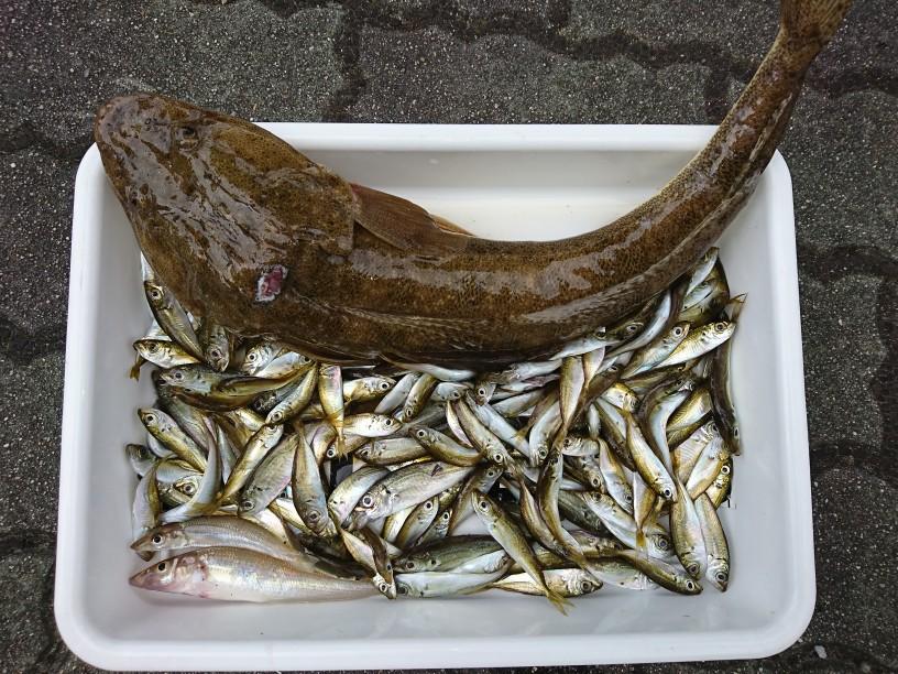 彦根店釣り情報 福井県サビキ好調 豆アジの泳がせ釣りではマゴチも登場 釣具のイシグロ 釣り情報サイト