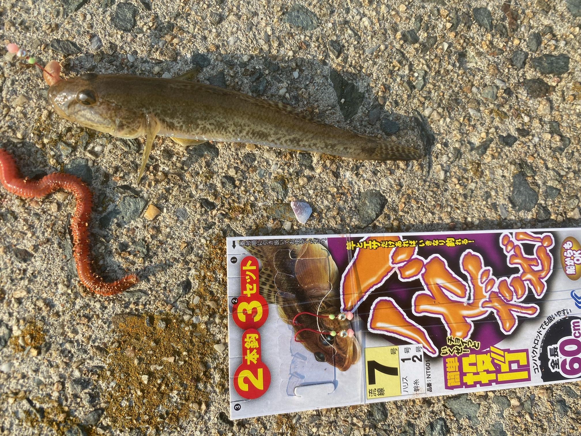 ☆豊川店 清洲公園でハゼがたくさん釣れました♪｜釣具のイシグロ |釣り情報サイト