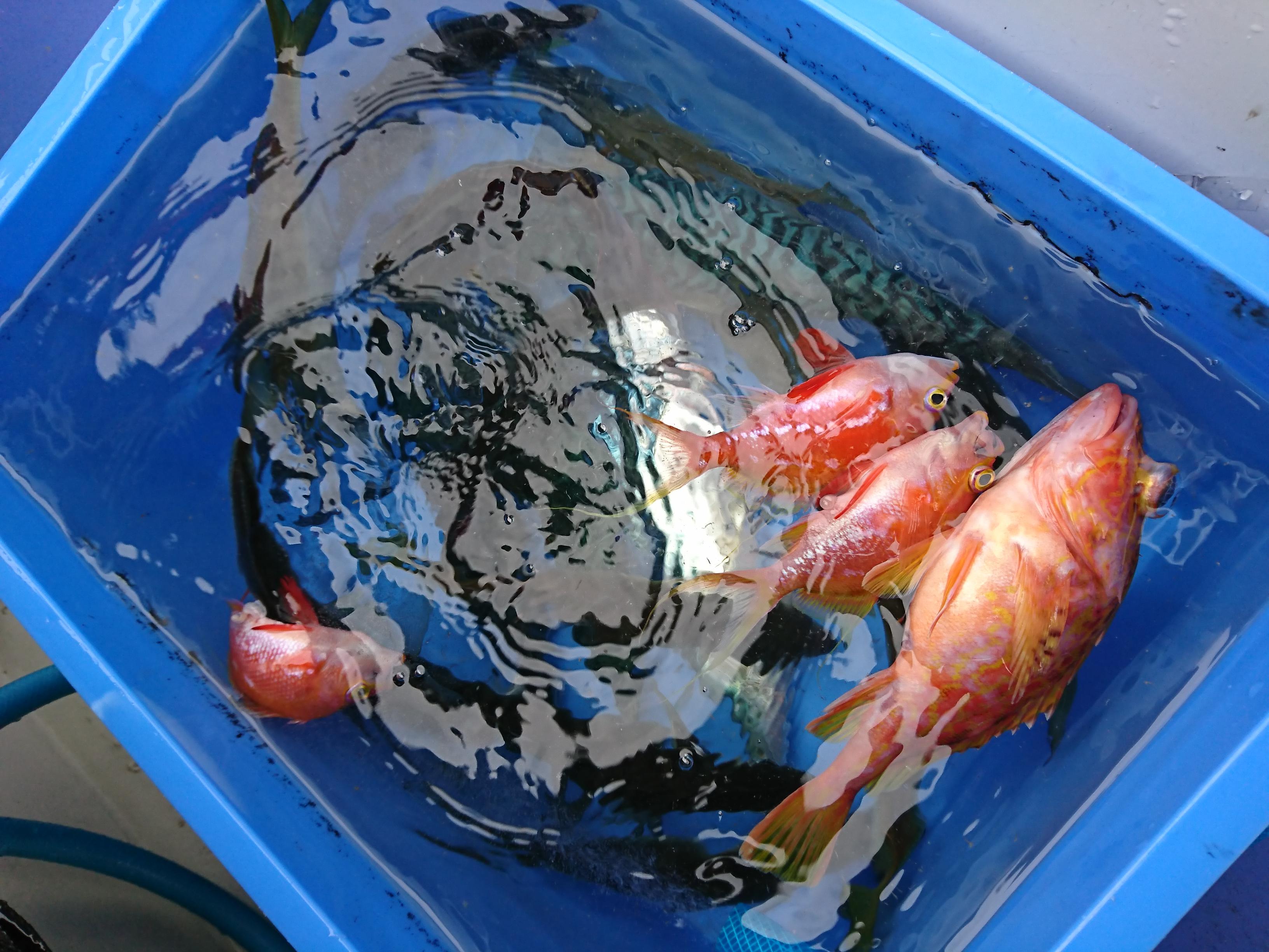 イサキ・大サバ・良型アジなど、様々な魚が釣れました！