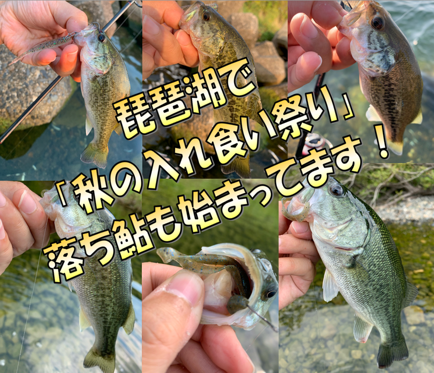 イシグロ鳴海店 琵琶湖 秋の入れ食い祭り 開催中です 釣具のイシグロ 釣り情報サイト