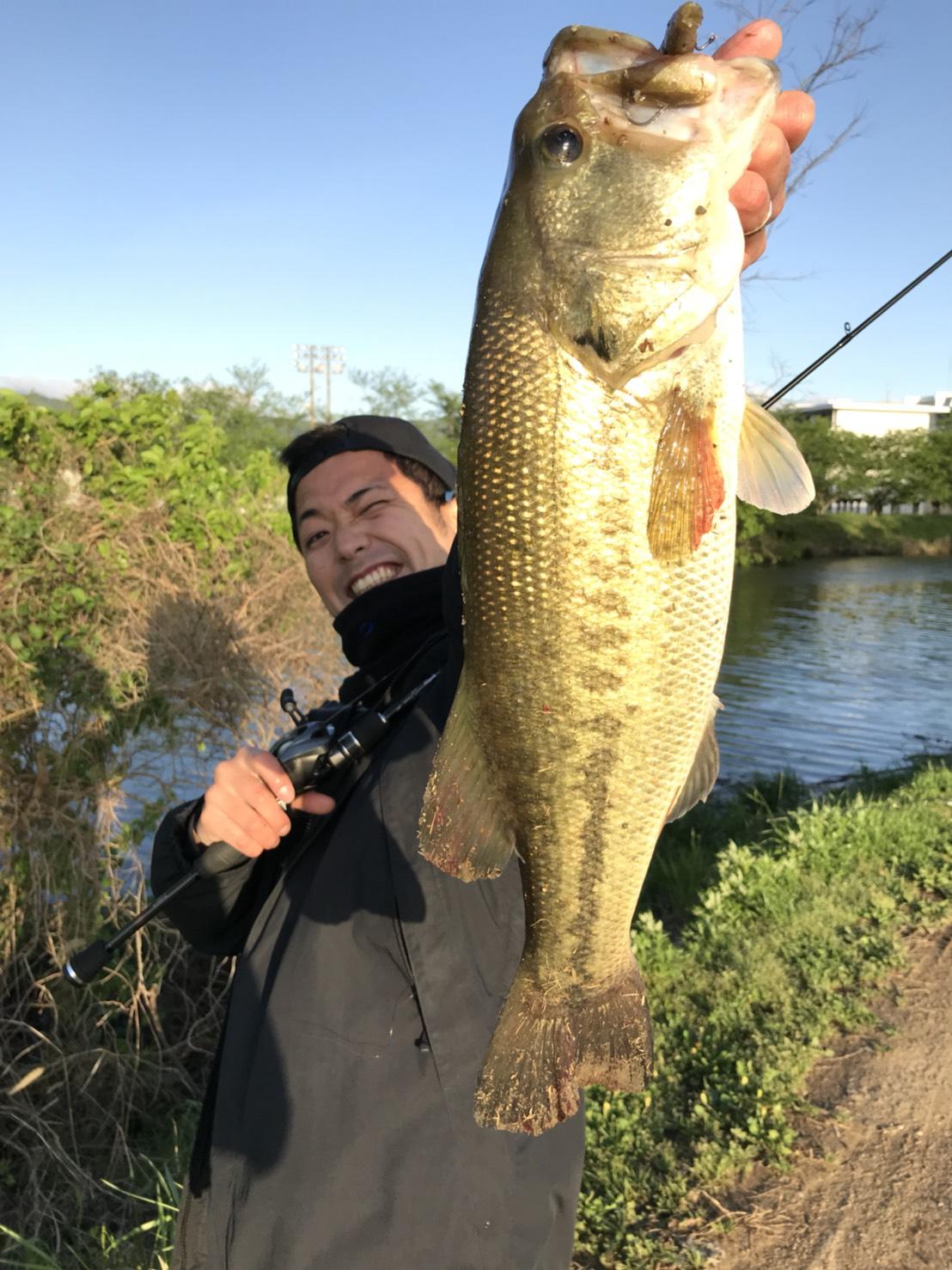 大江川で４７cm イモリッパースリム釣れます 釣具のイシグロ 釣り情報サイト