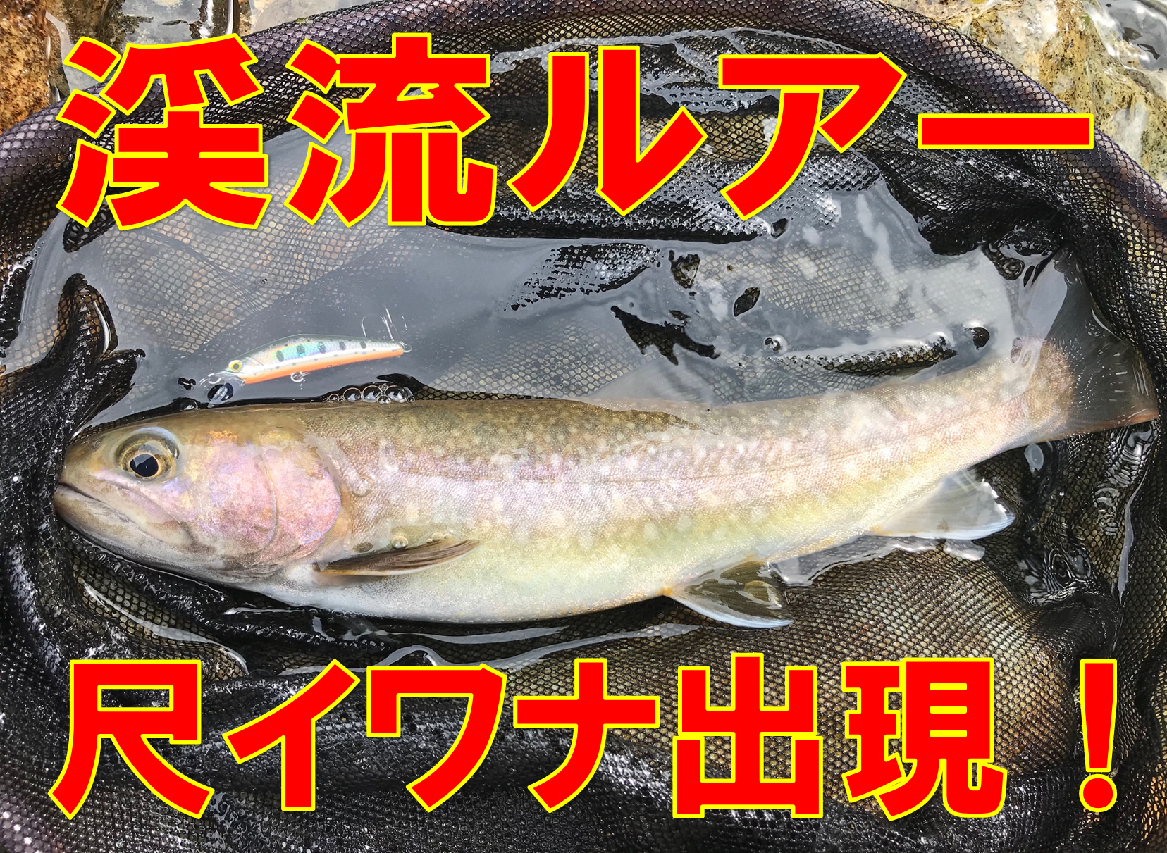 岐阜 渓流ルアーで尺イワナ出ました 釣具のイシグロ 釣り情報サイト