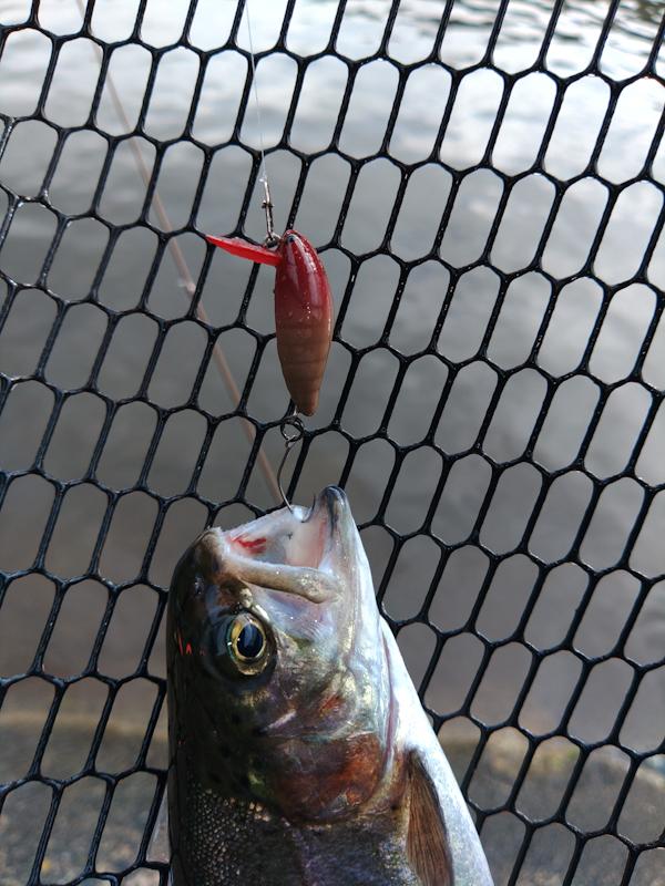 シケイダーSSS

短時間でのカラー変更で、魚をスレさせなければ、同じルアーで安定して釣れます。