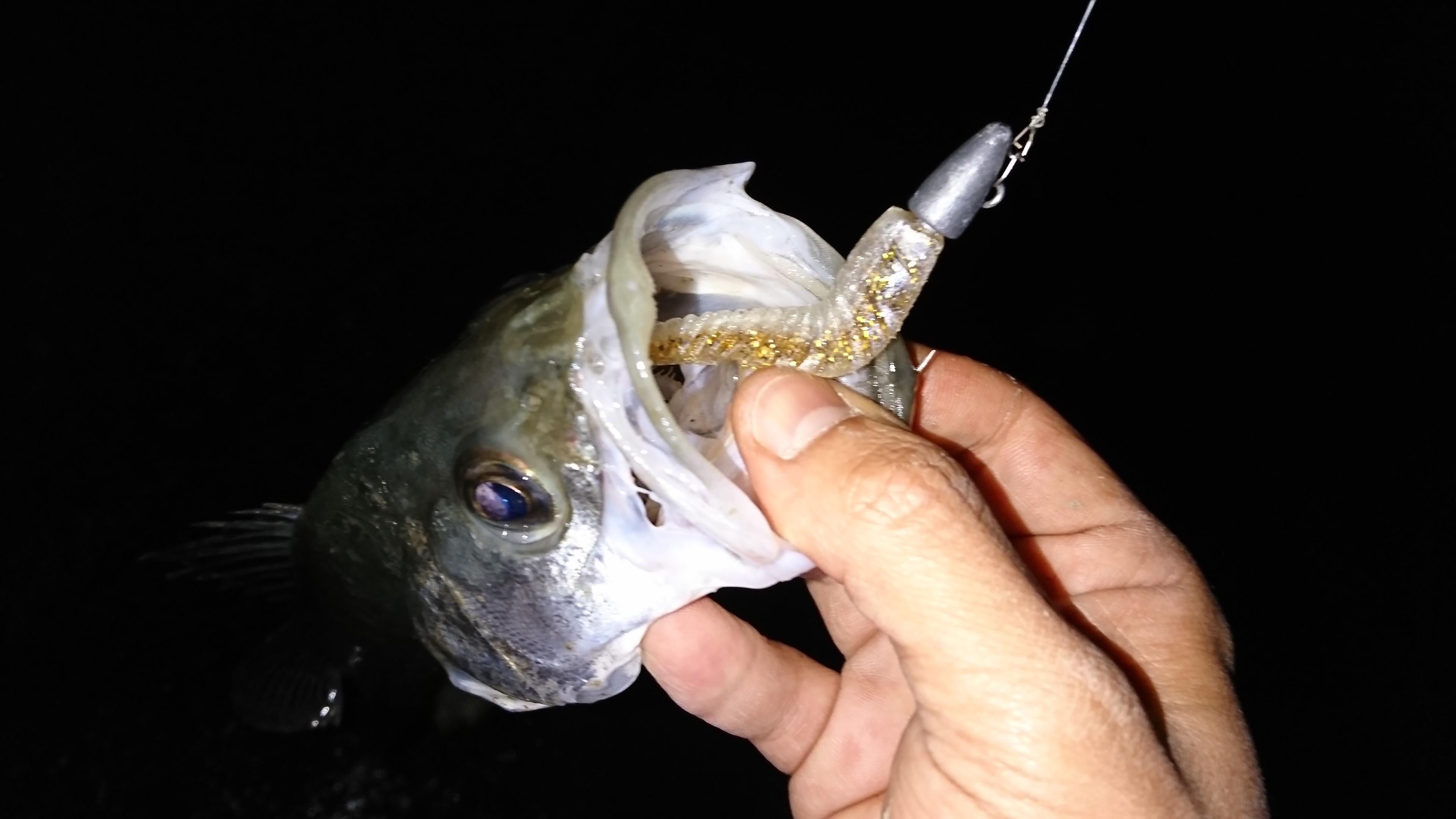 揖斐川河口シーバス 釣具のイシグロ 釣り情報サイト