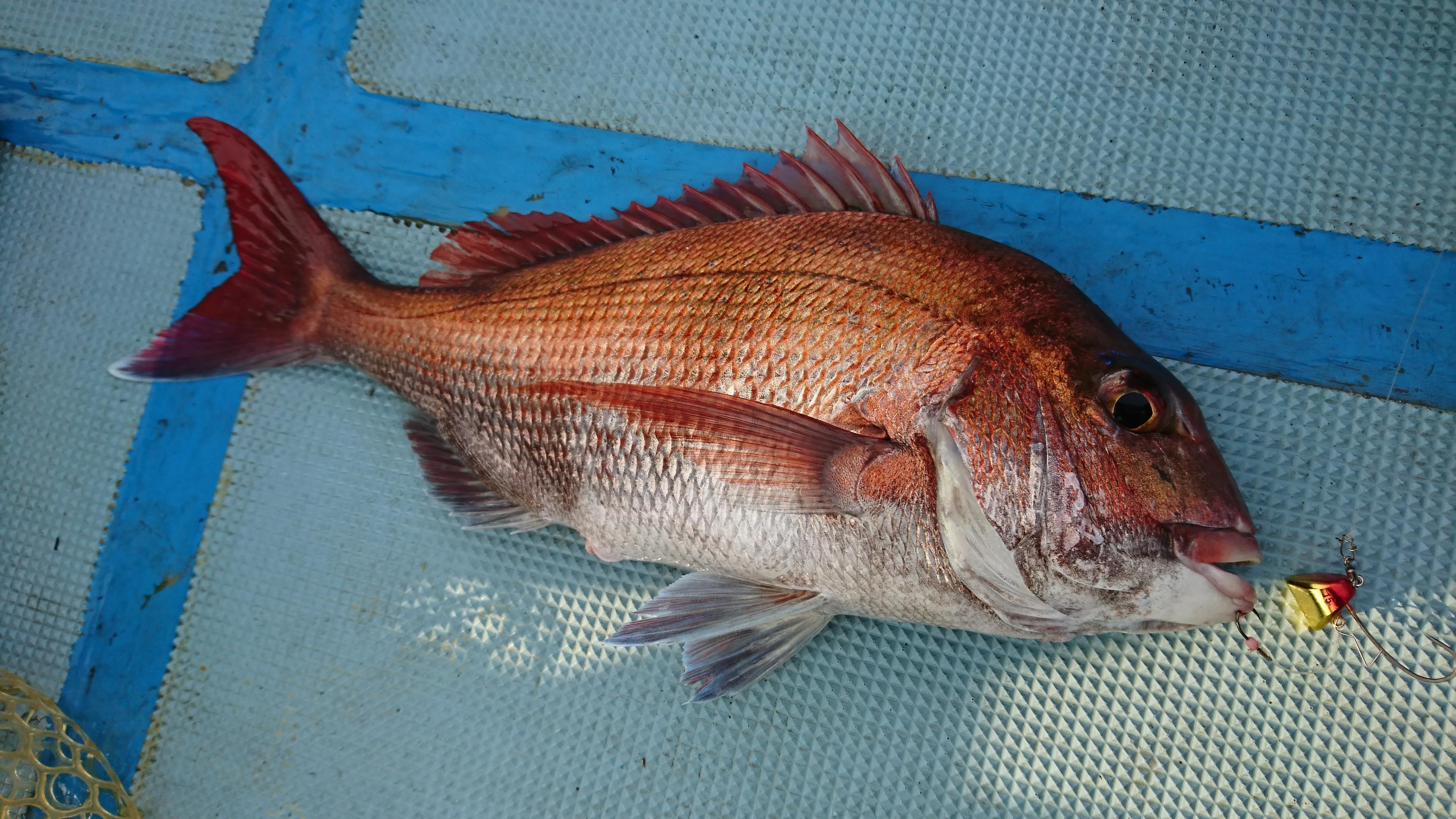 テンヤはTG(タングステン)で赤/金カラーで釣れました。