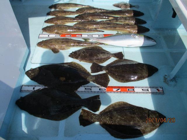 反対側の釣り座は初春ビラメにワラサにデカマゴチにマトウダイでしたッ(^-^)