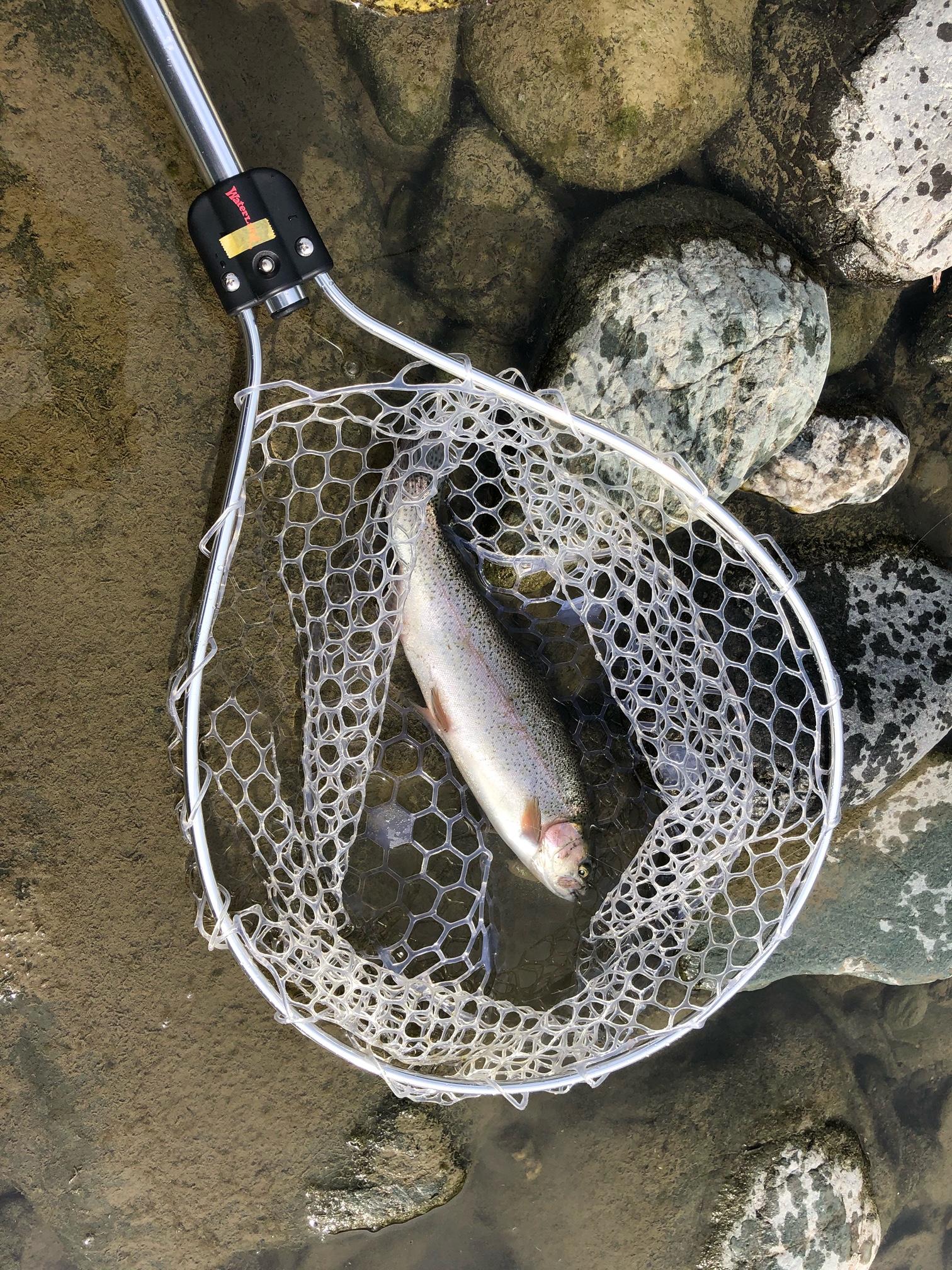 年天竜川トラウトルアーフライ専用区開幕 釣具のイシグロ 釣り情報サイト