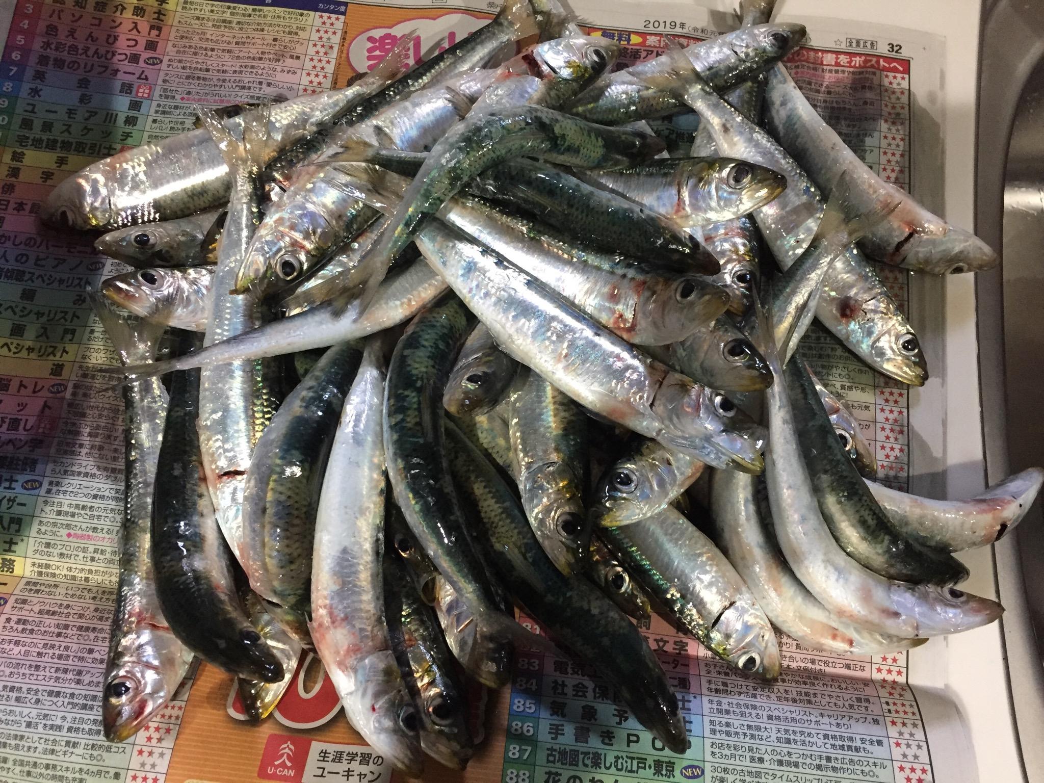 サビキでイワシ 釣具のイシグロ 釣り情報サイト