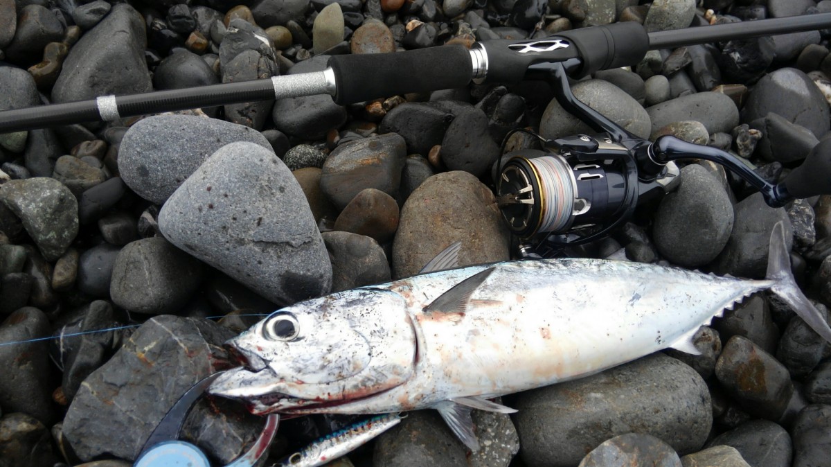 ロジギアサーフ99オリジナルロッド使用感と9月の釣果 | イシグロ静岡中