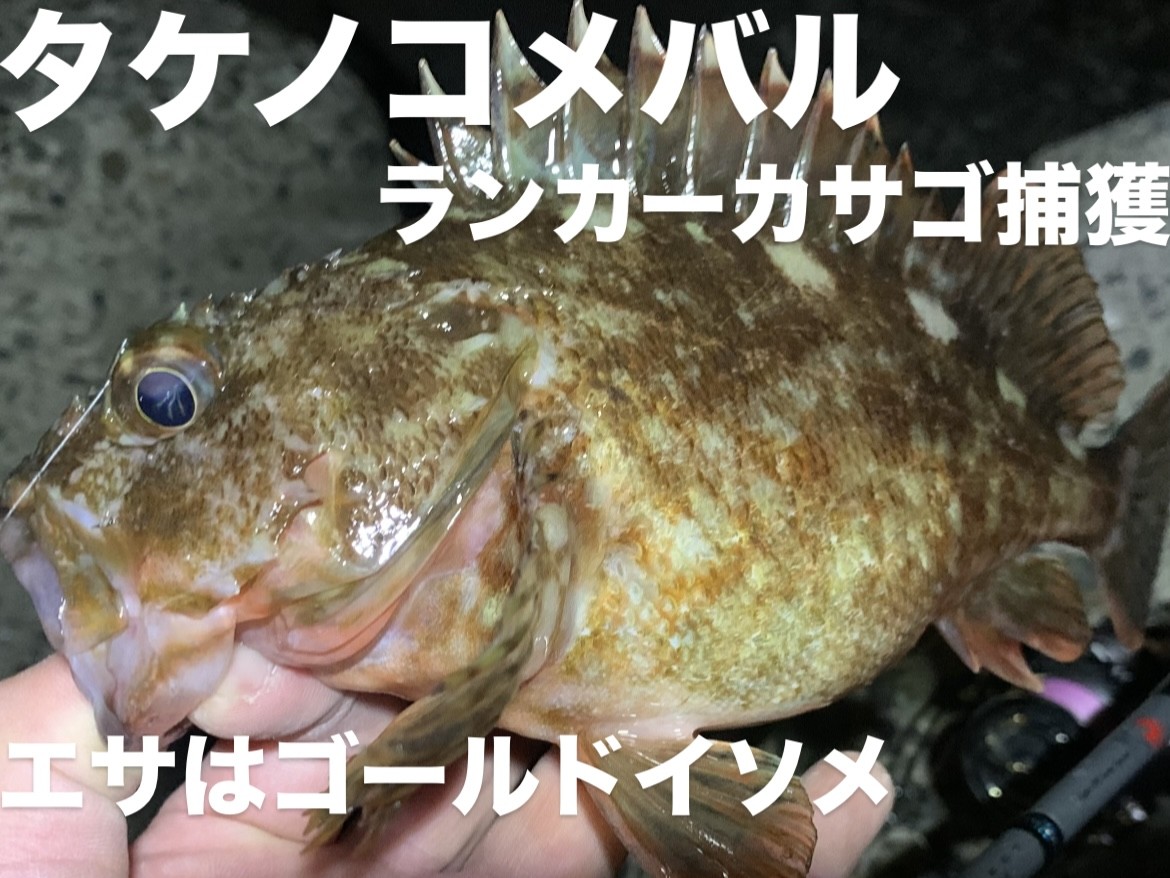 2025年3月】簡単仕掛けで釣れる！ちょい投げ釣りが楽しすぎる！ | 釣具 