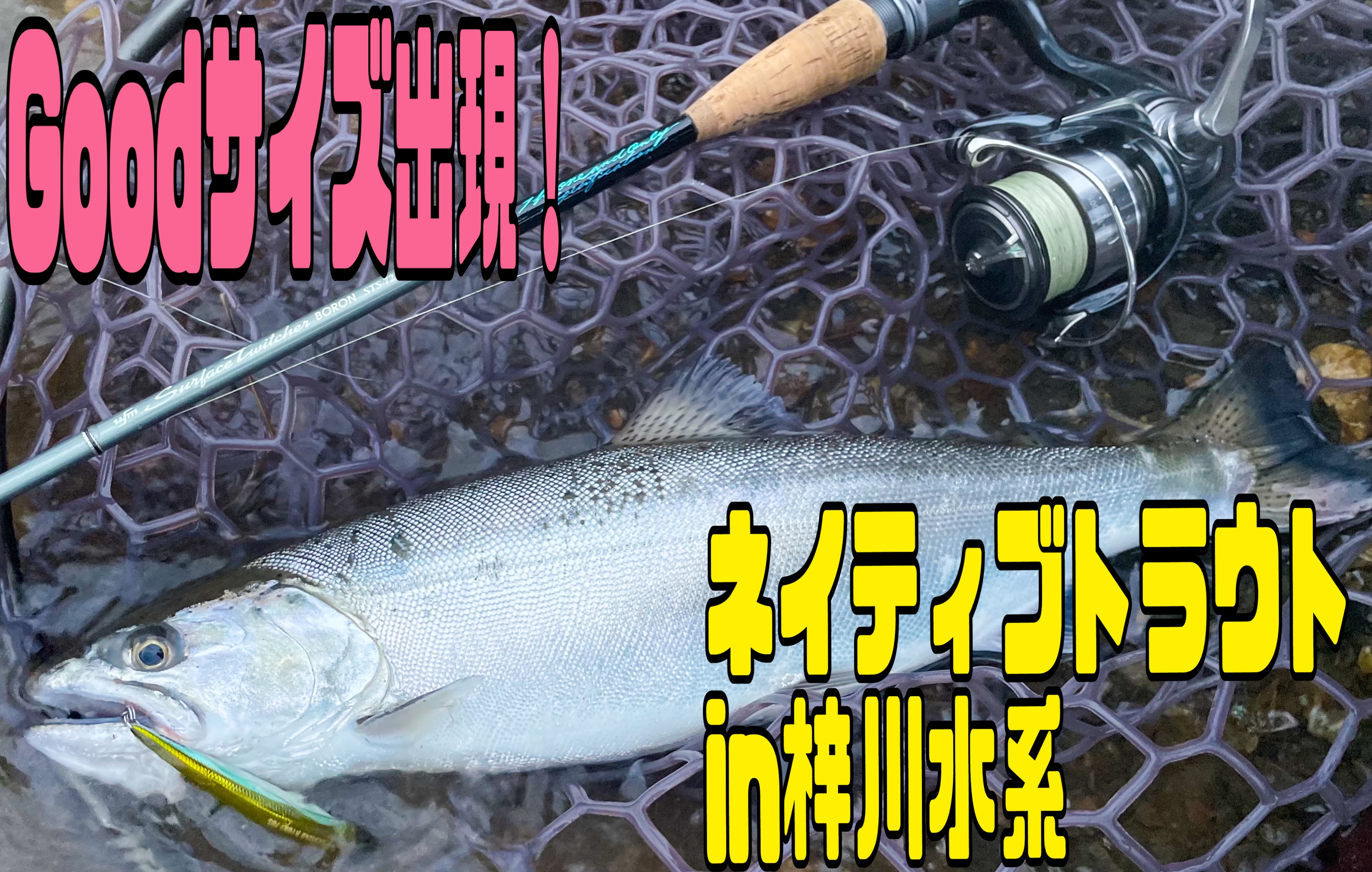 降臨サクラマス！梓川水系ネイティブトラウト | 釣具のイシグロ
