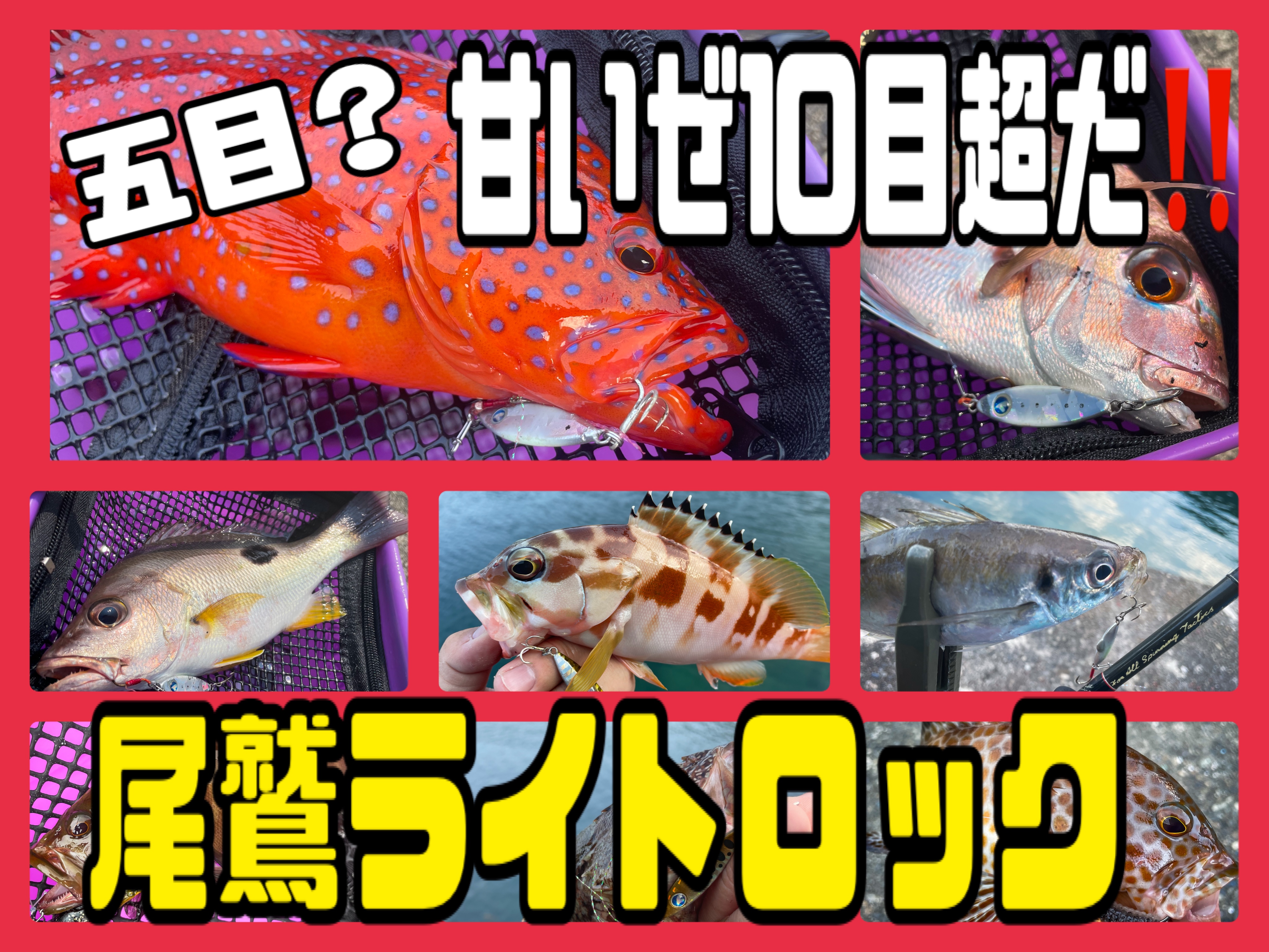 驚異の10目超】三重県南のライトロックが熱い！ロックフィッシュの事