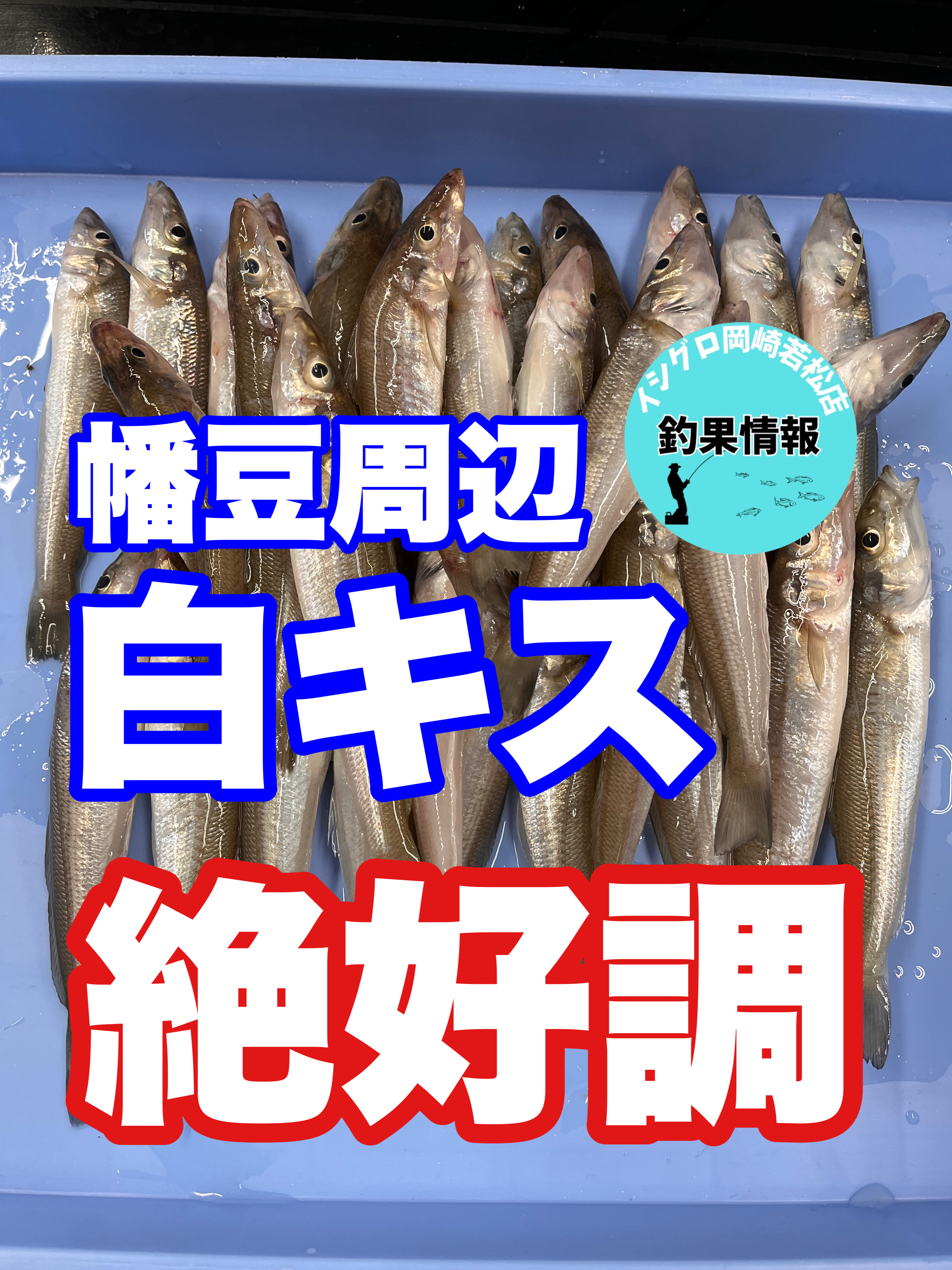 シロカジキ 角 吻 激レア 希少 シロカジキ 角 吻 激レア 希少
