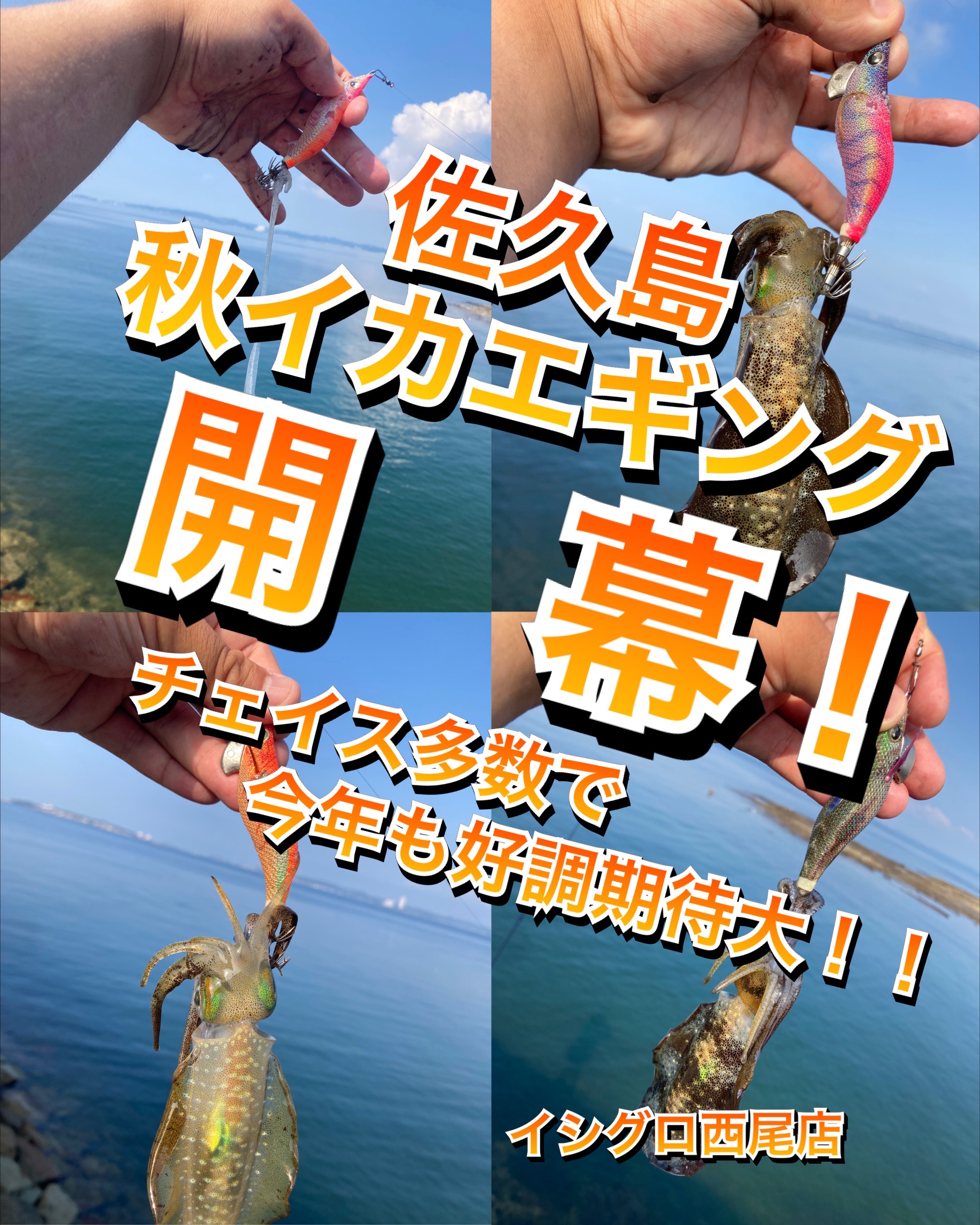 三河湾エギング開幕！]佐久島で秋イカエギング開幕！＆8/24川上マイ