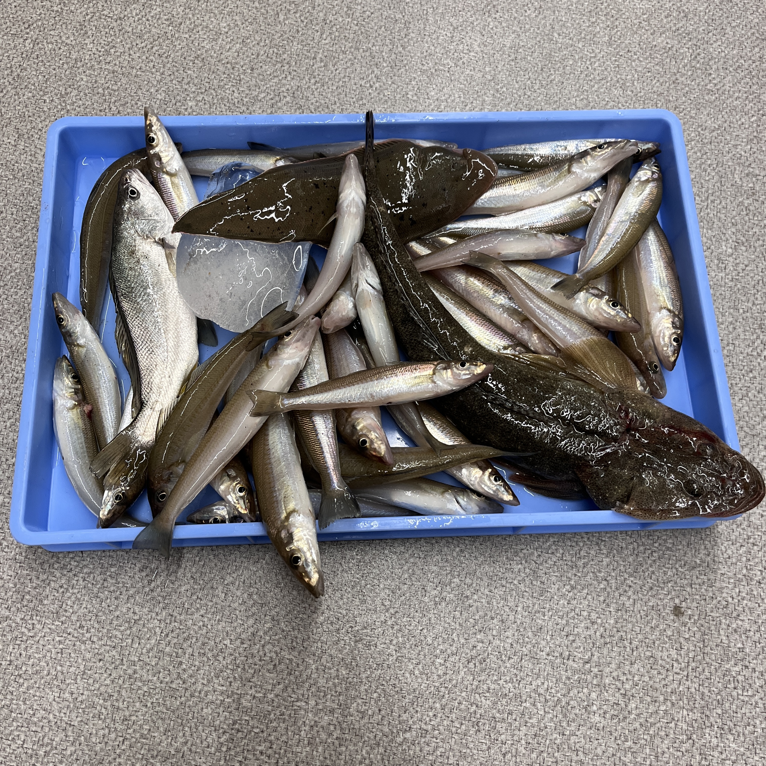 田原サーフキス好調です！！ | 釣具のイシグロ | 釣り情報サイト