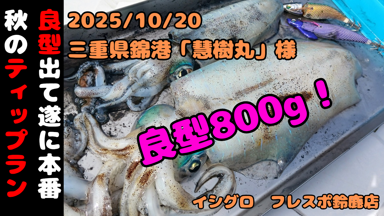 三重県ティップラン】800gの良型ゲット！デカアオリイカ狙いのティッ
